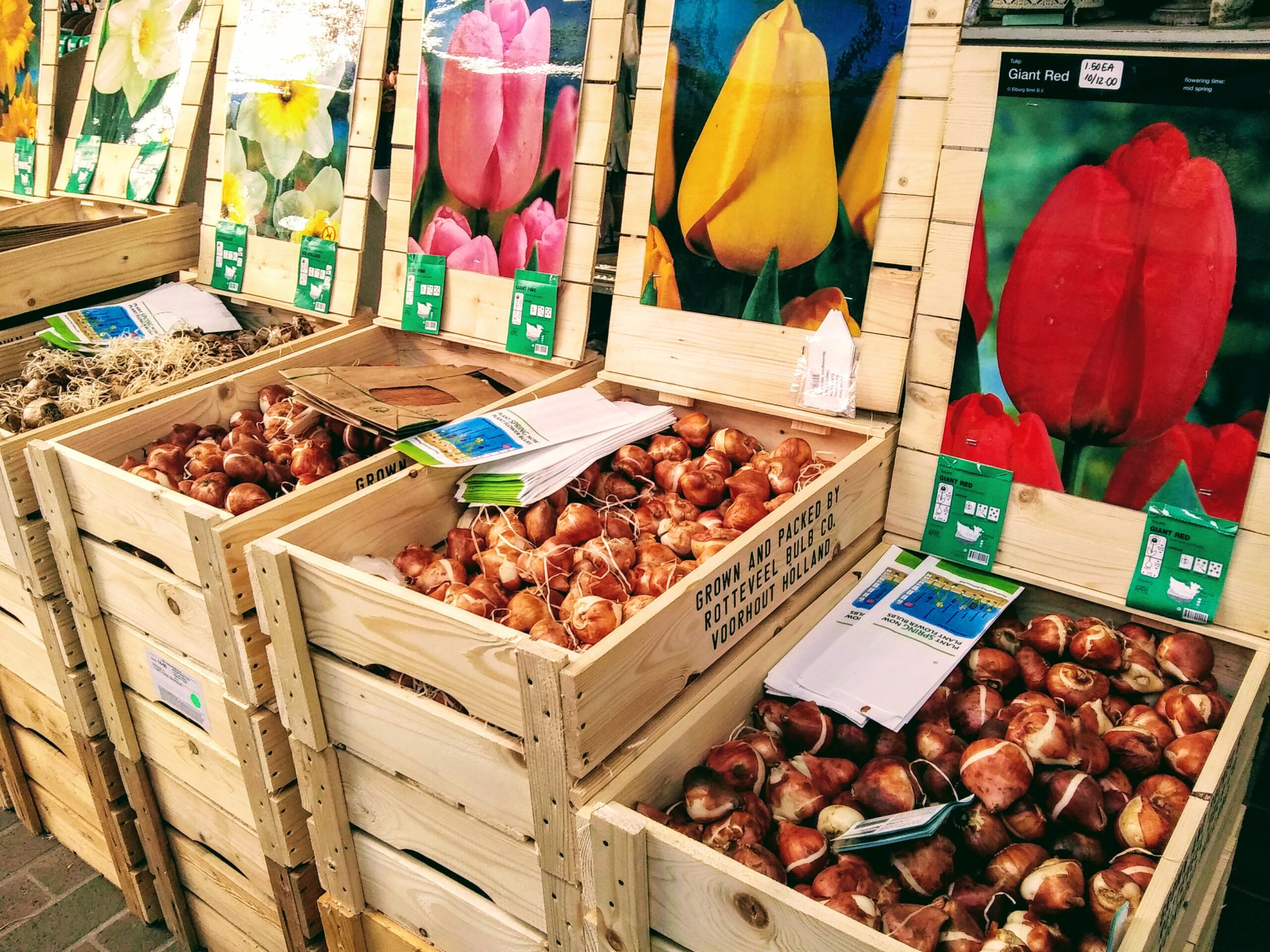 Wooden Boxes of Tulip Bulbs