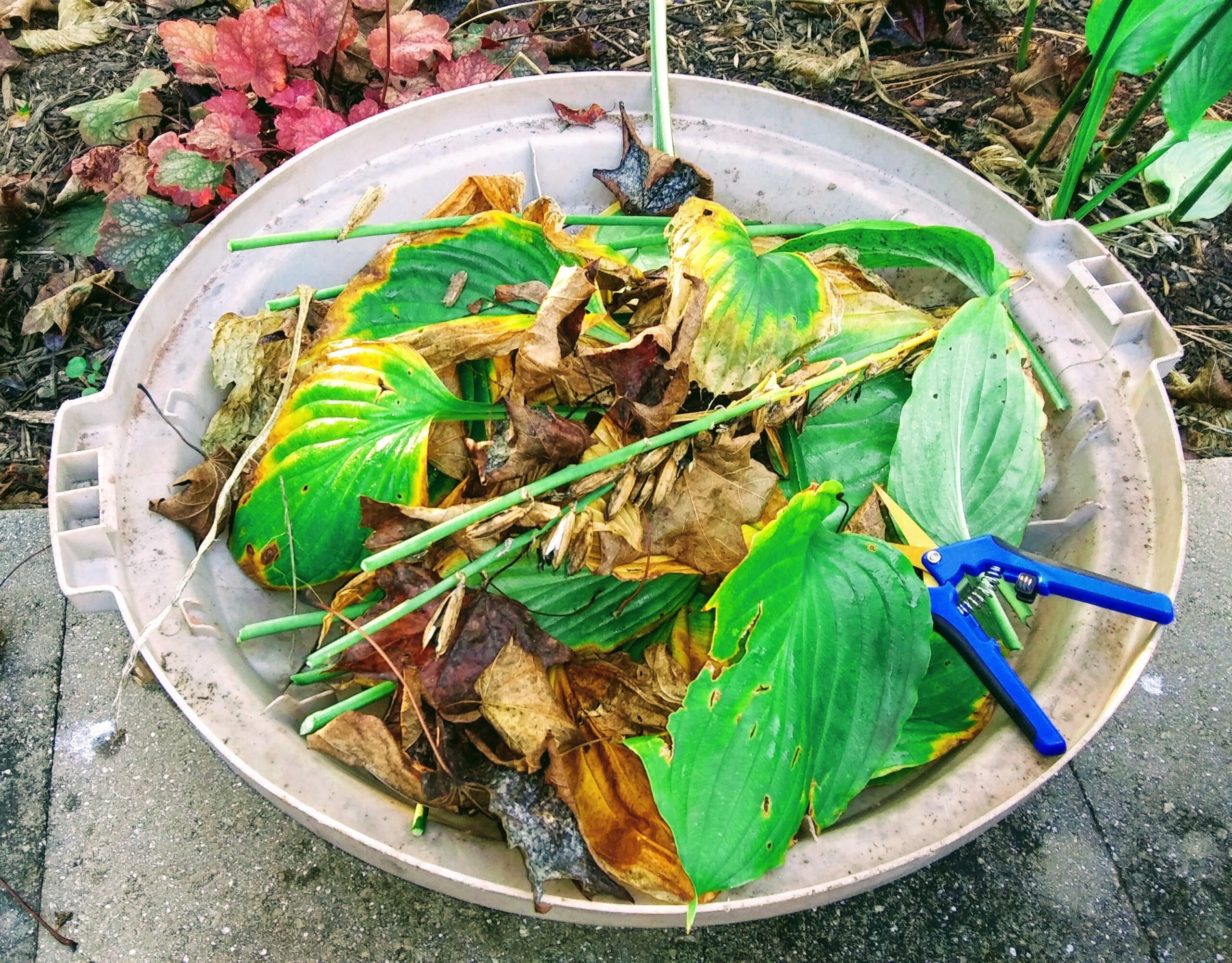 Yellow Hosta Leaves