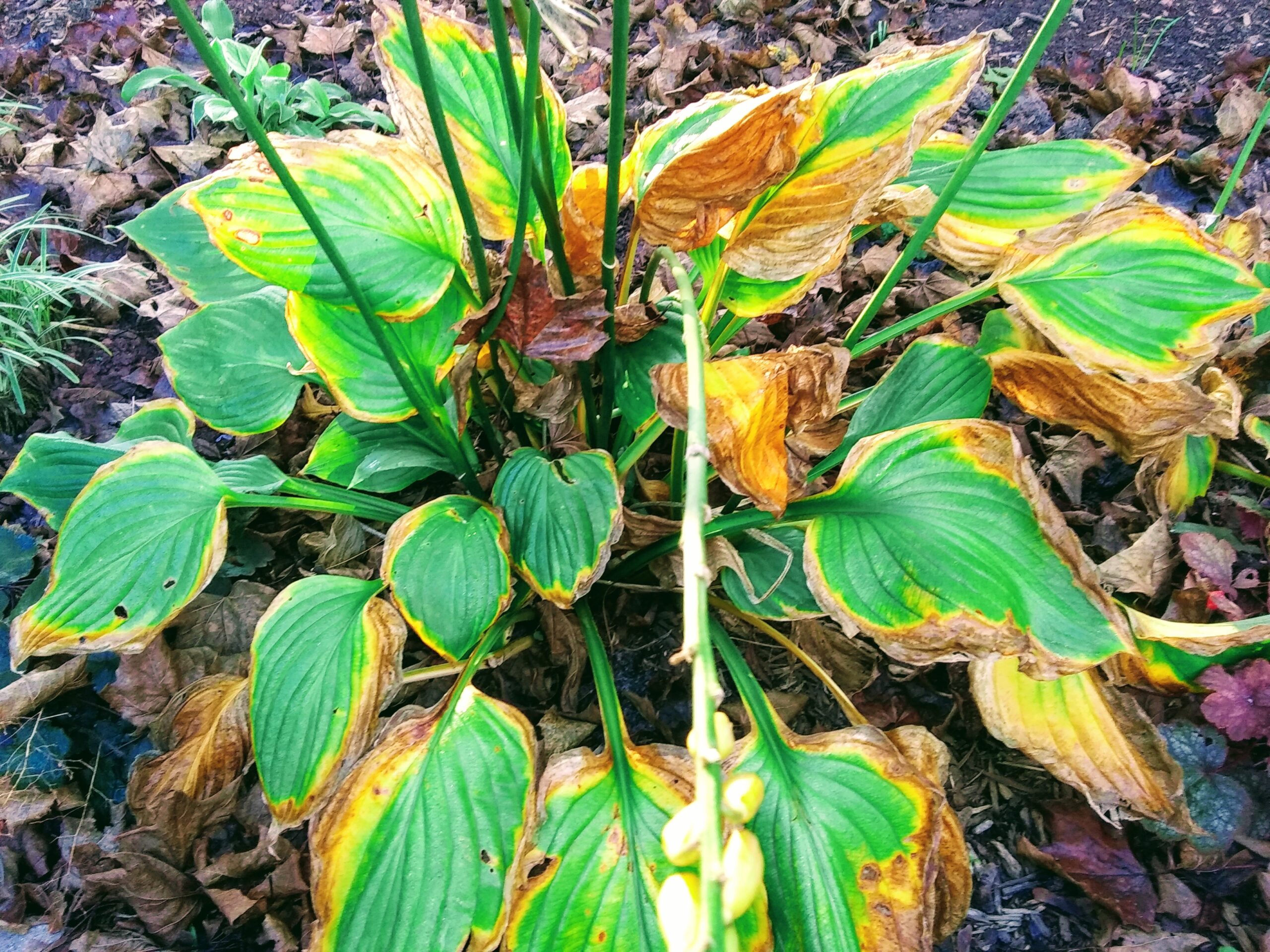 Yellowing Leaves on Hosta Plant