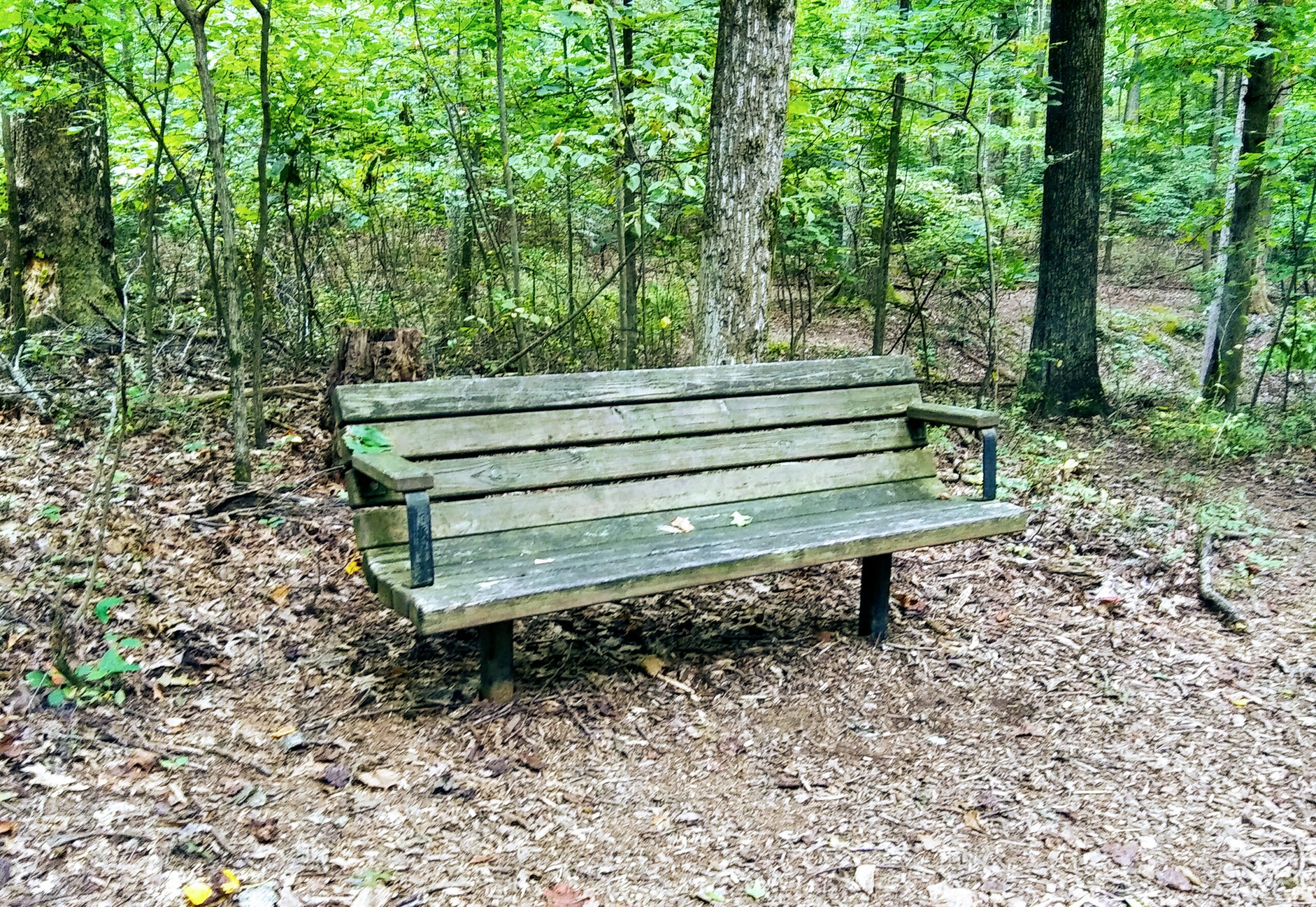 Bench in Wooded Area at Walker Nature Center