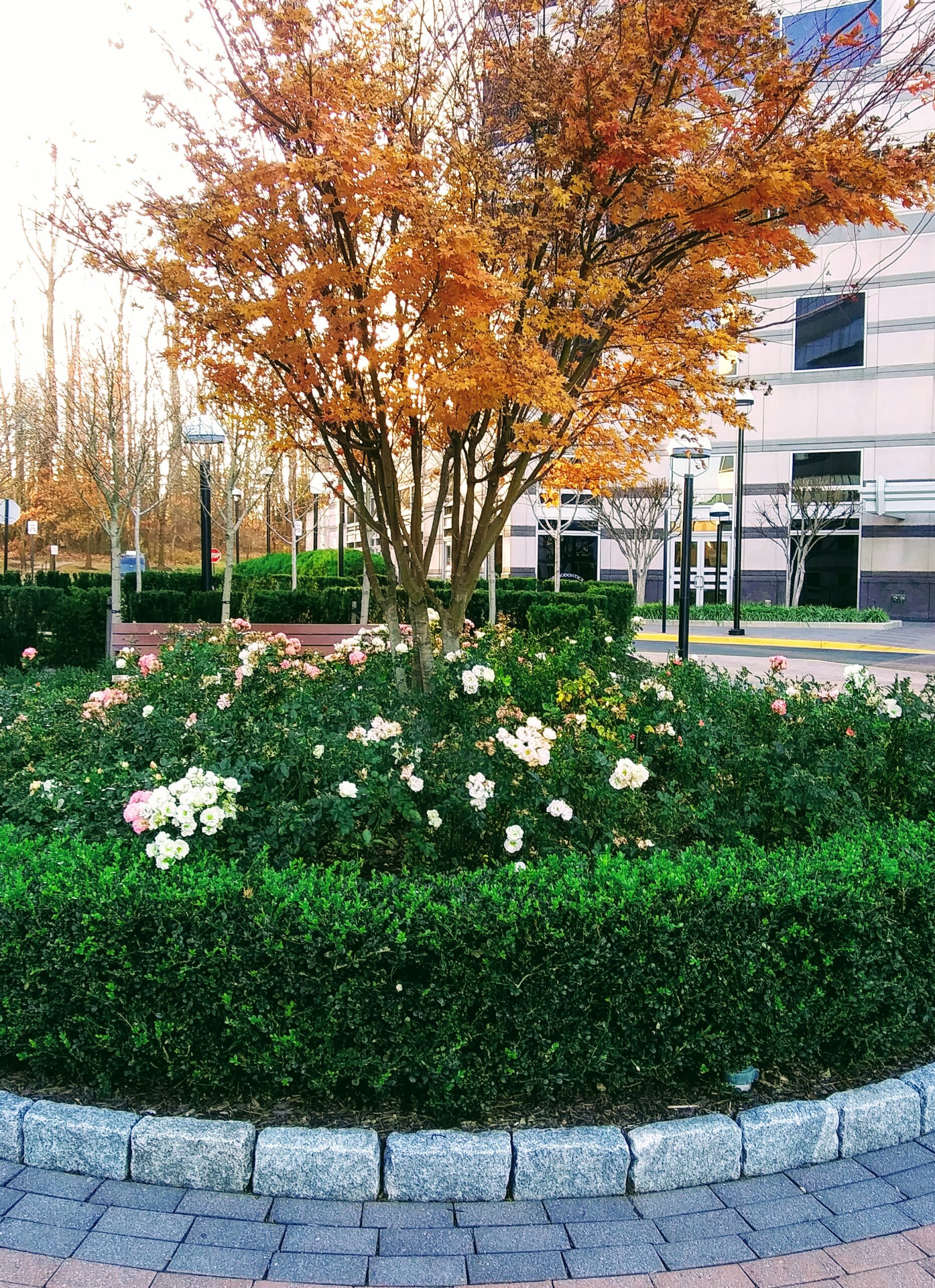 Boxwood Shrubs, Roses, and a Japanese Maple Tree