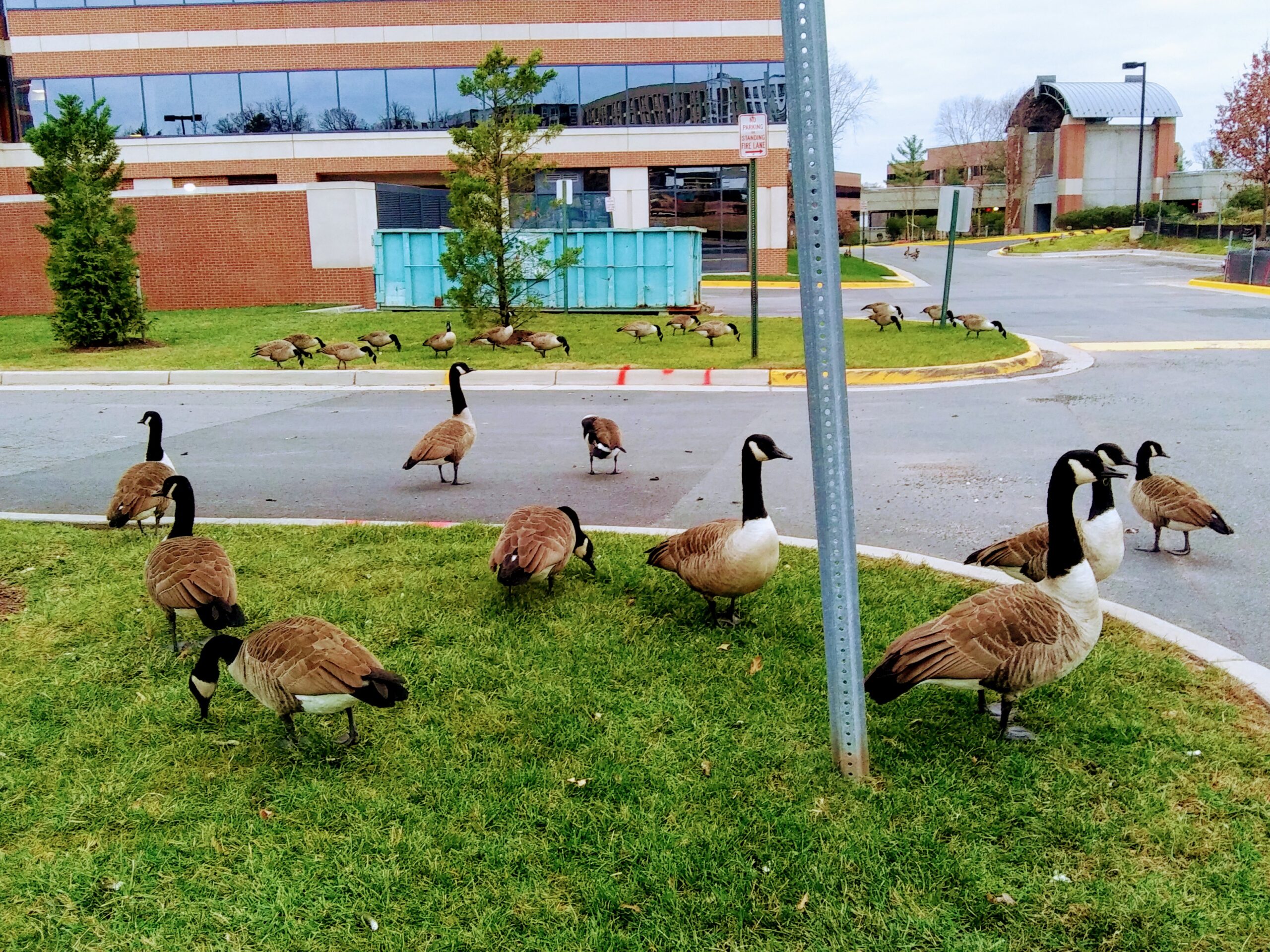 Canadian Geese Near Business Center