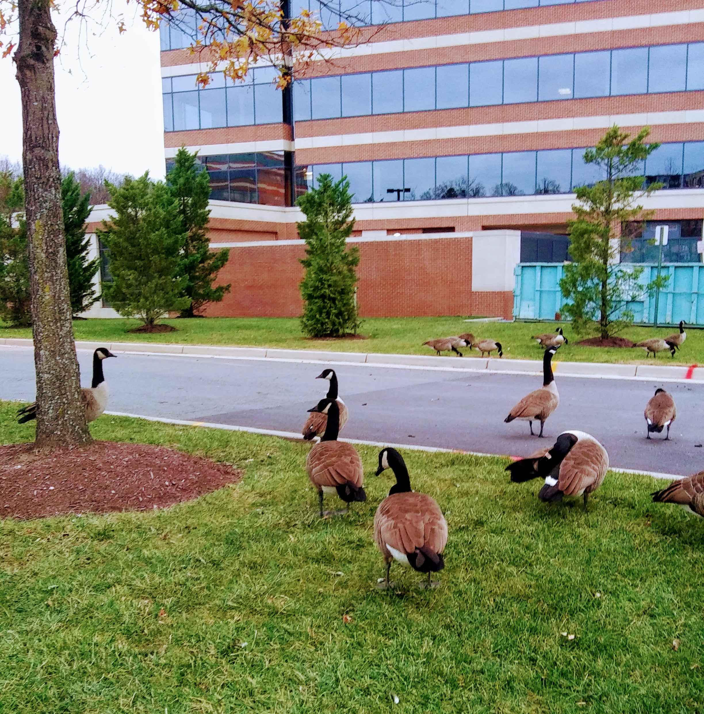 Canadian Geese