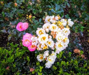 Winter Blooming Roses