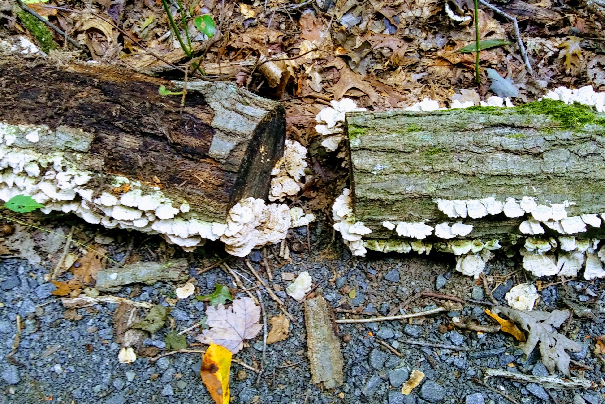 Decaying Log in Woods