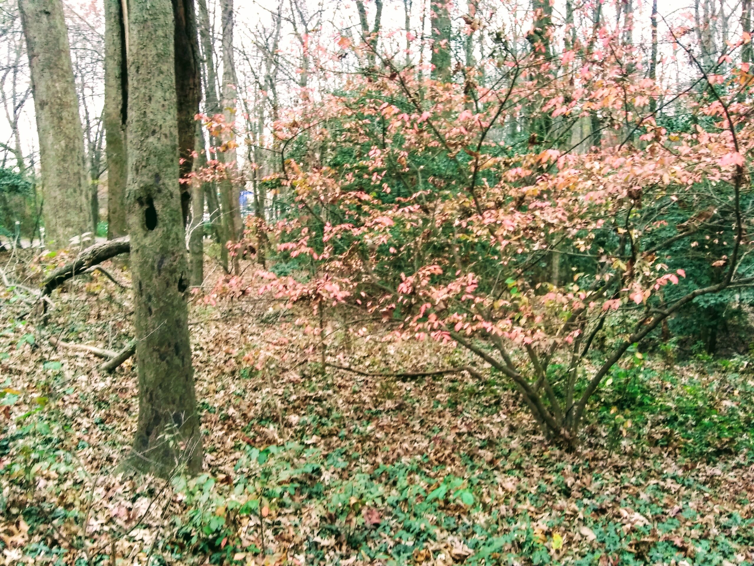 Fall Leaves Near Brown's Chapel