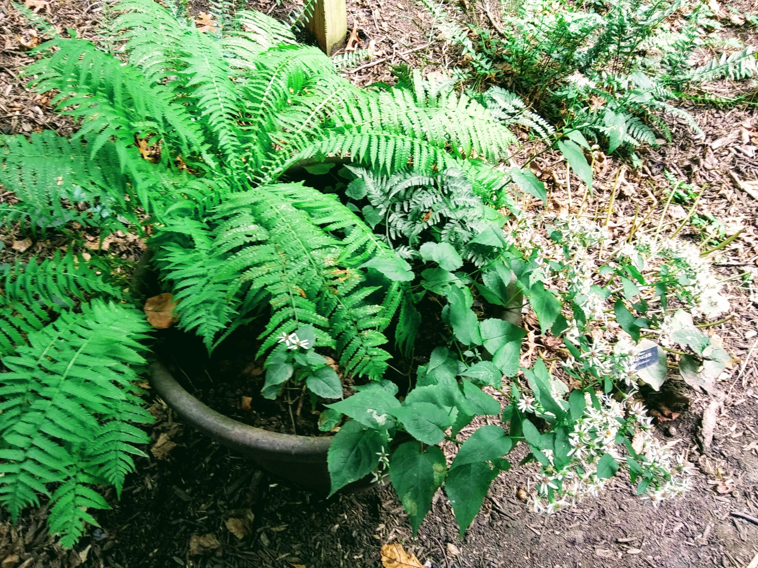 Ferns in a Crock