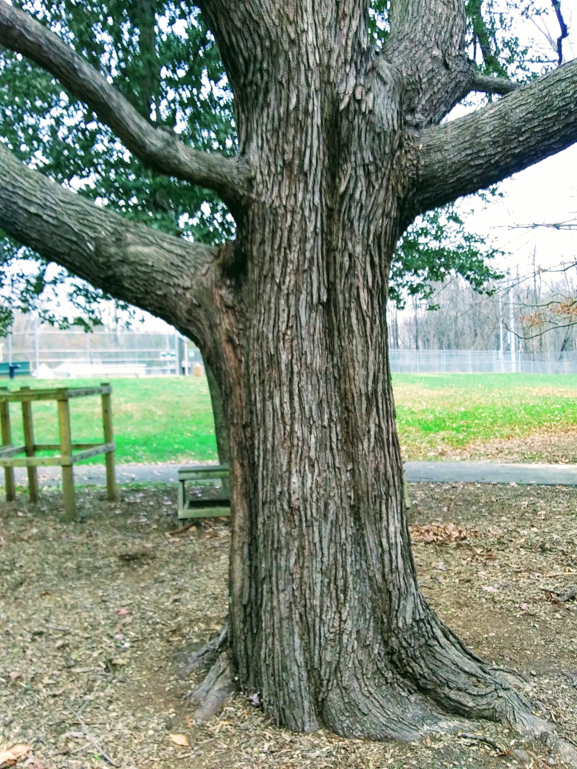 Large Tree Near Brown's Chapel