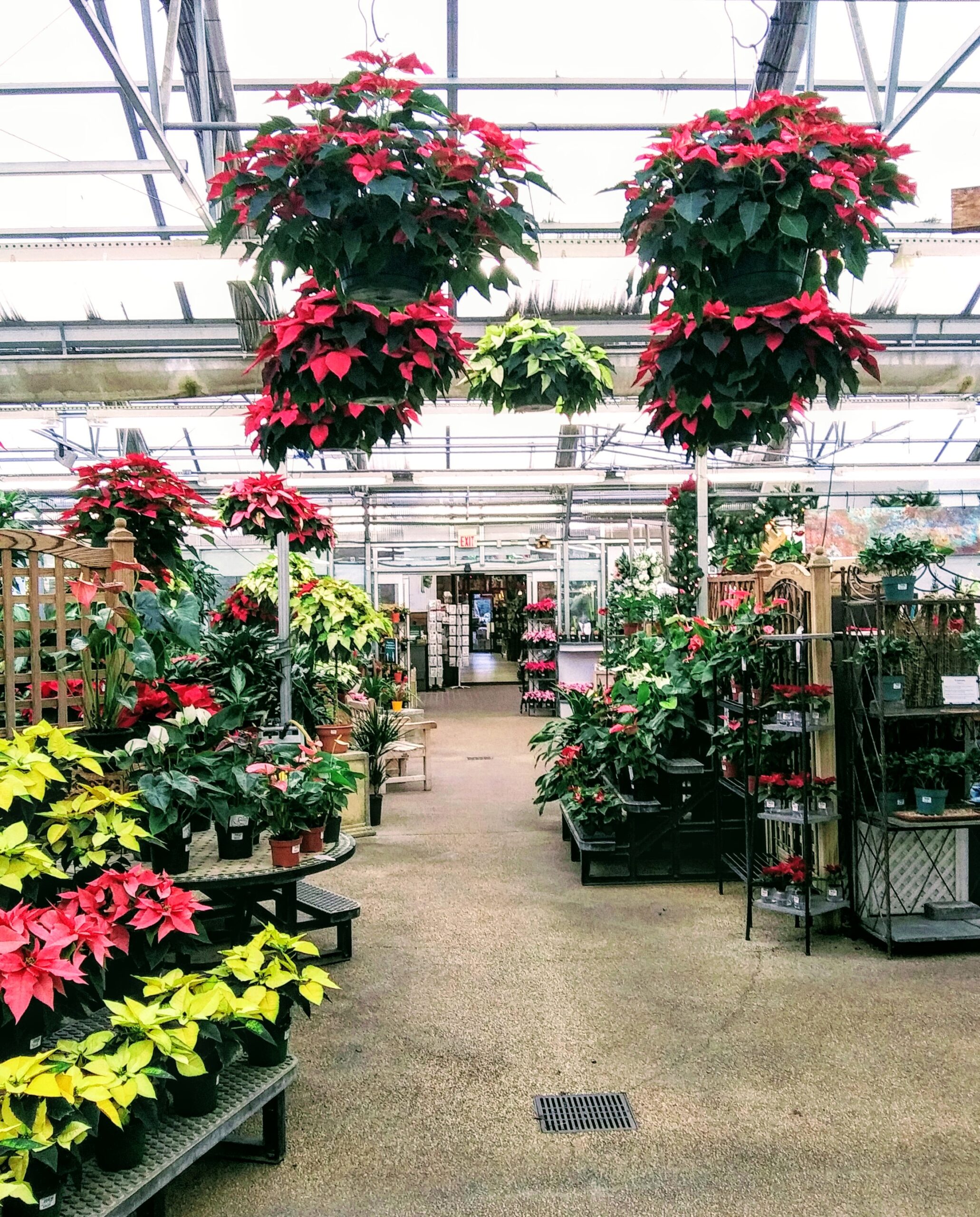 Poinsettia Display 