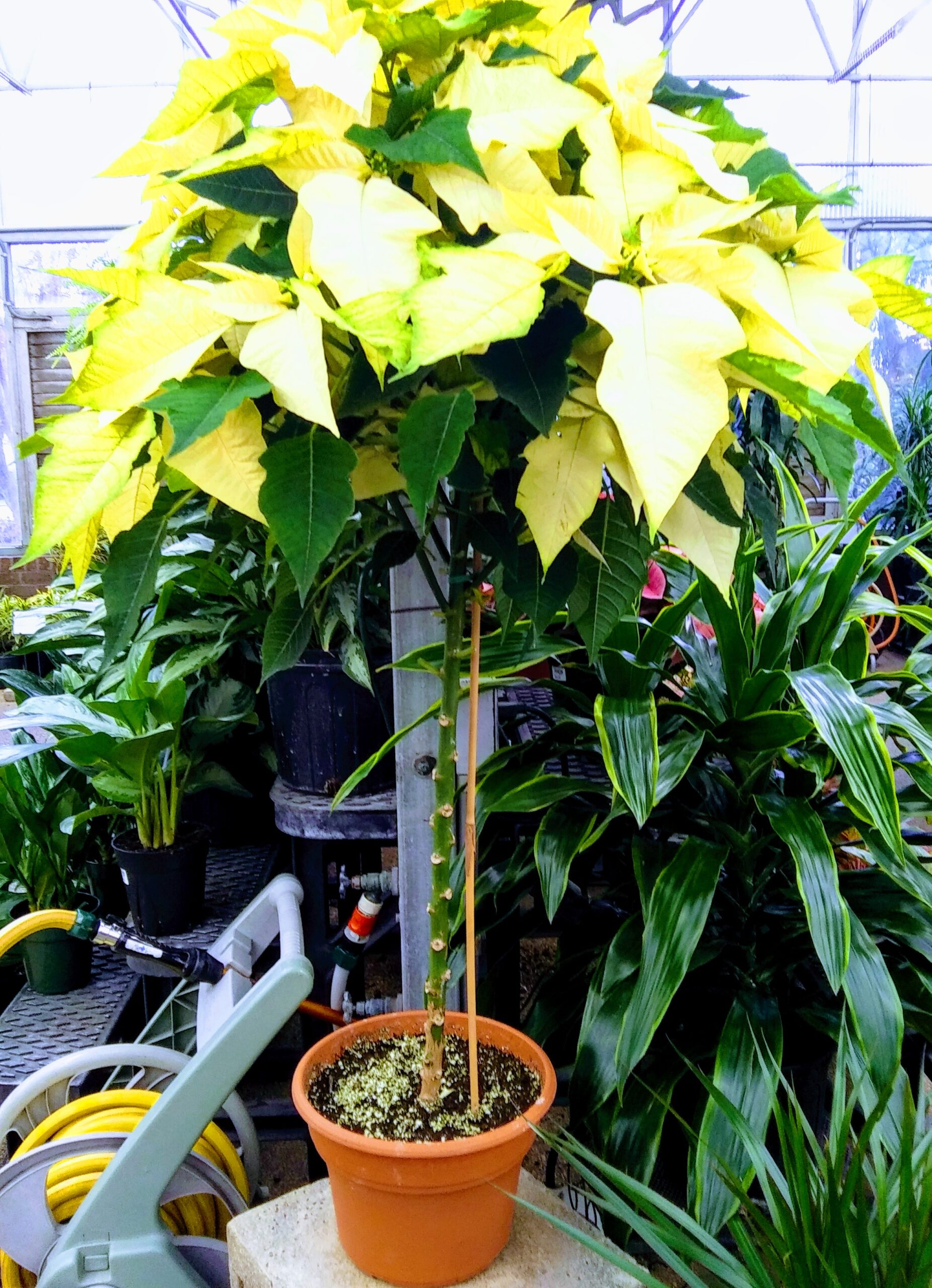 Pointsettia Tree