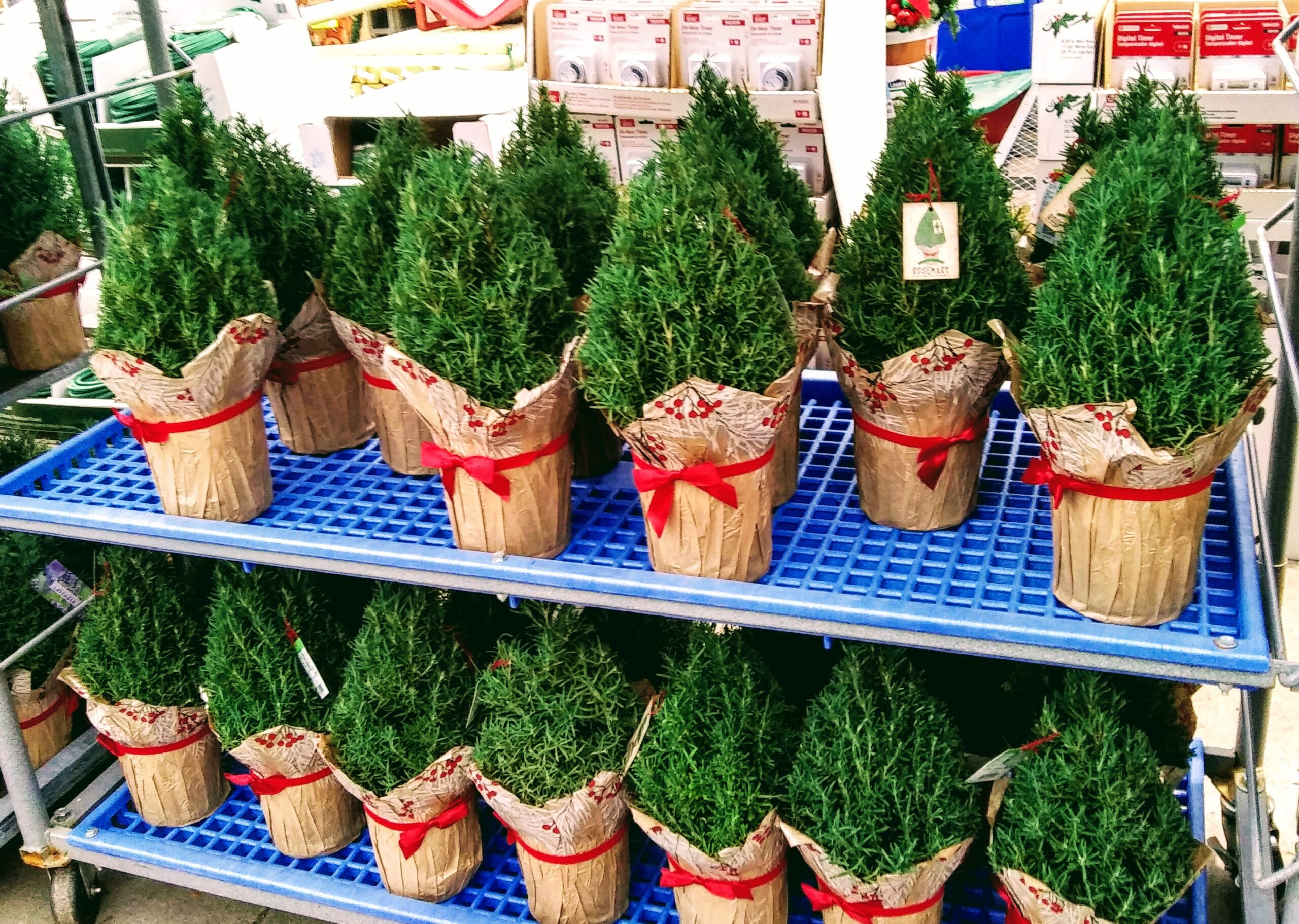 Pots of Rosemary