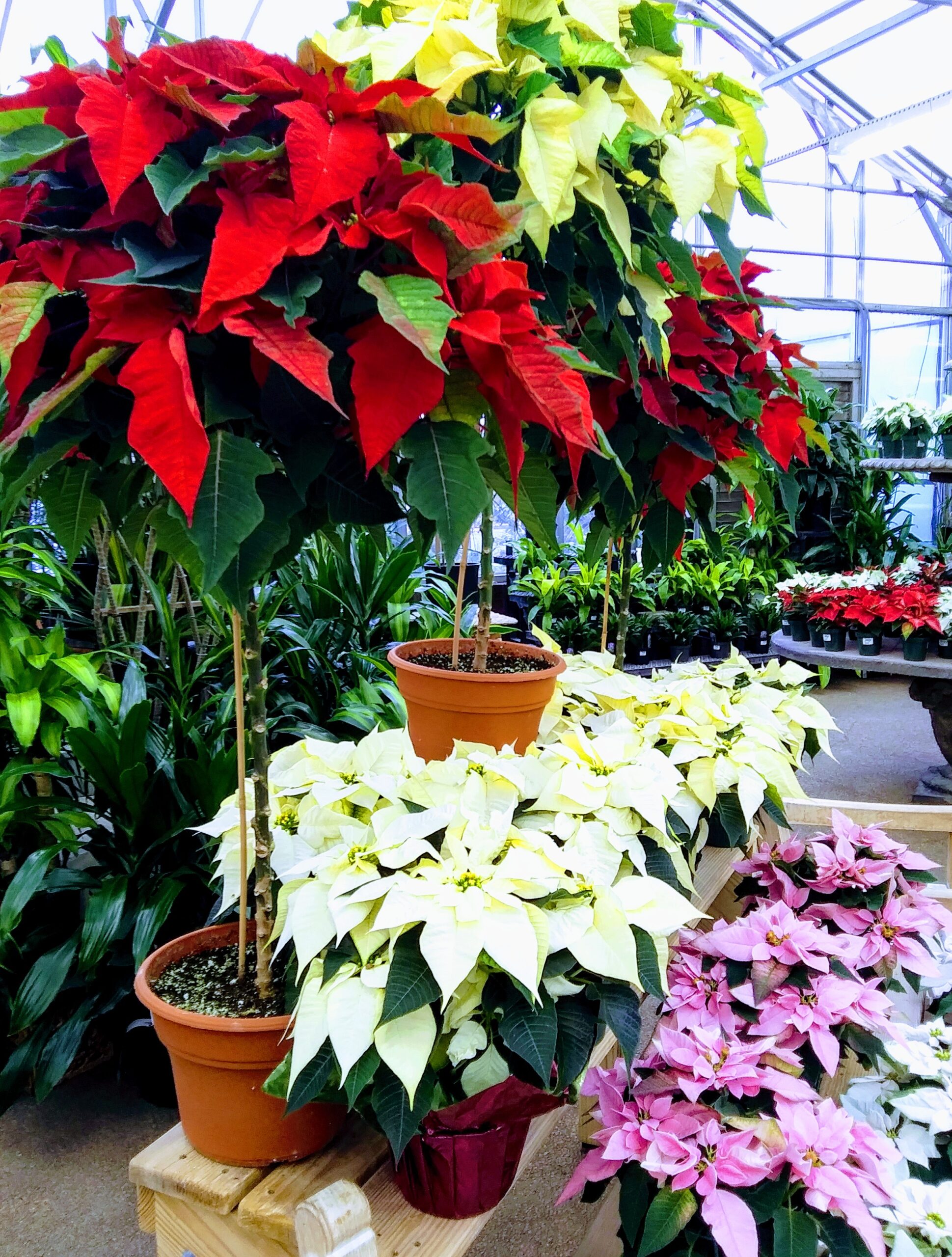 Red Poinsettia Trees