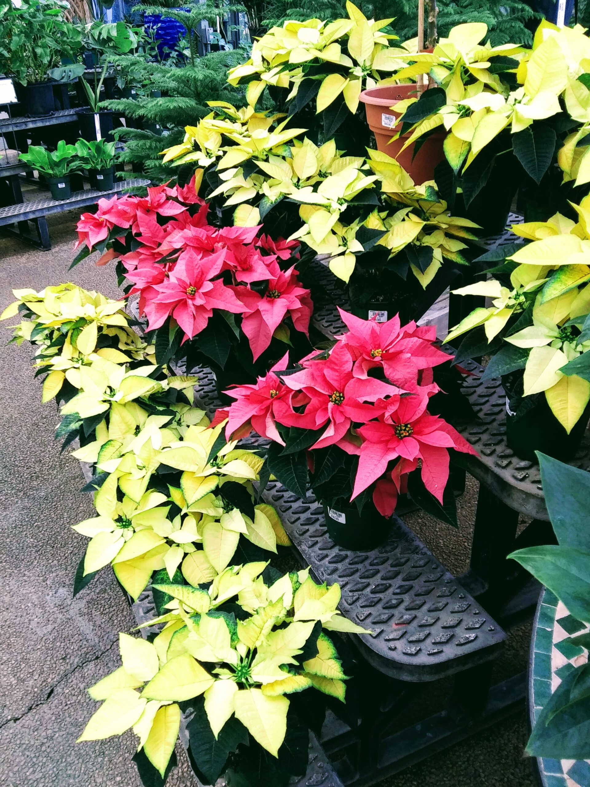 Rows of Pink and Yellow Poinsettias