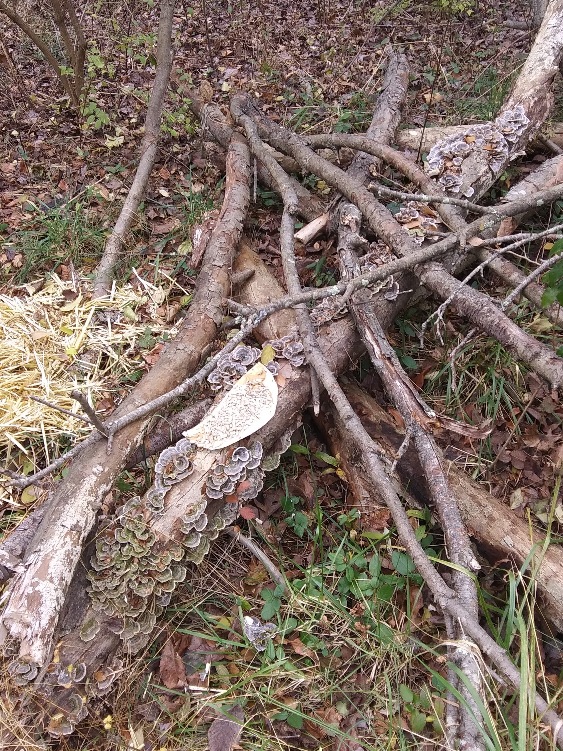 Bird Treat on Log