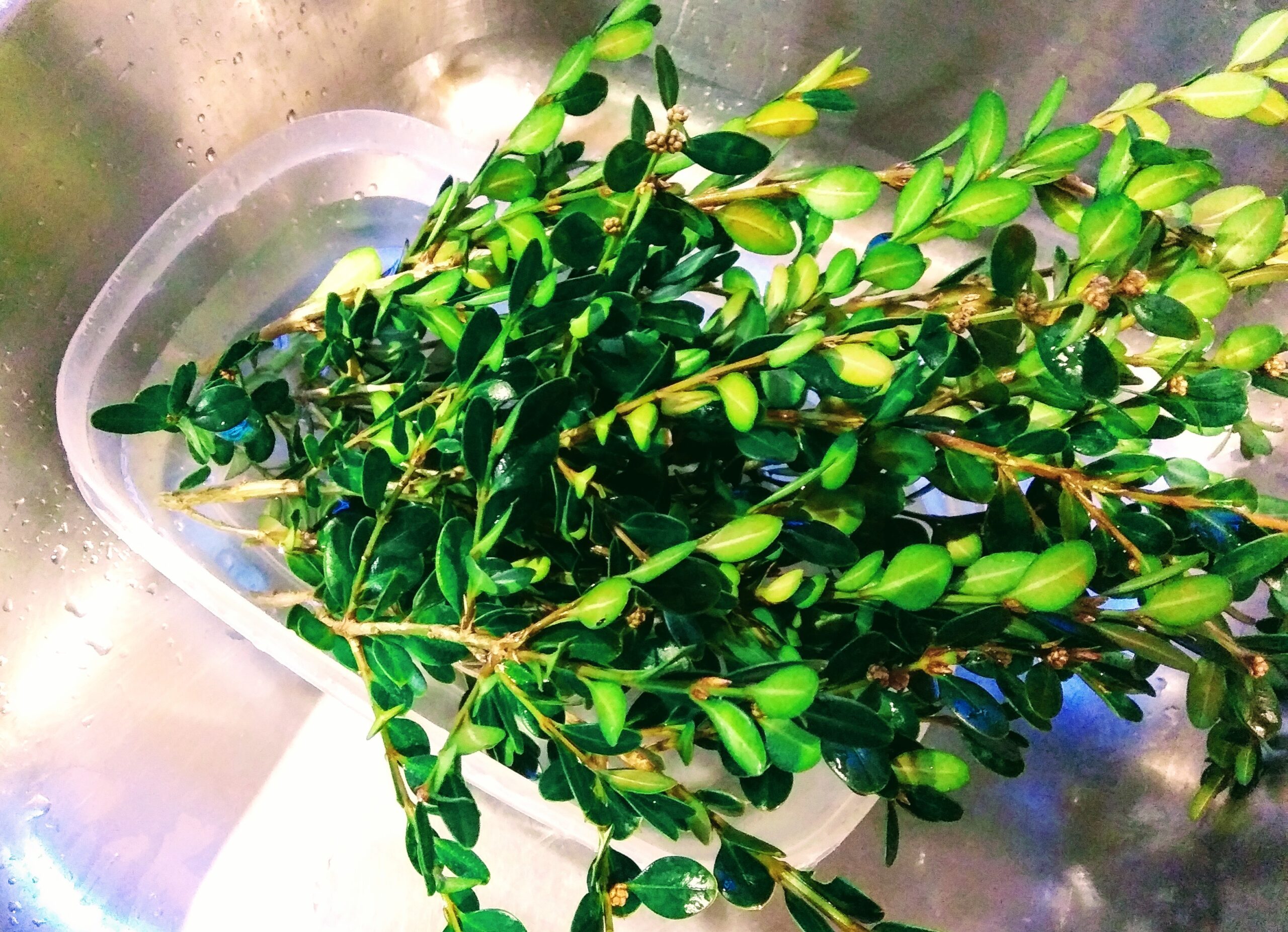 Boxwood Clippings