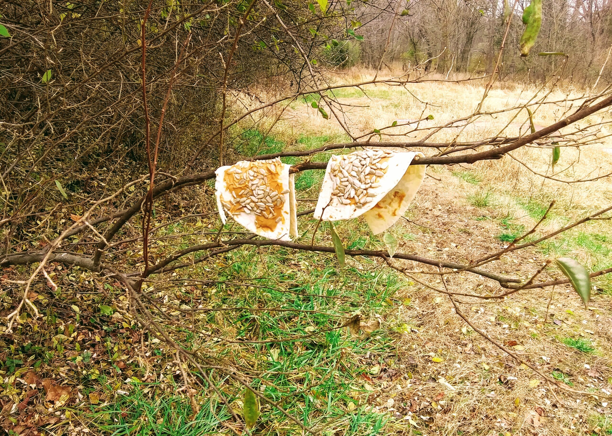 Hanging Bird Treats on Tree Limb