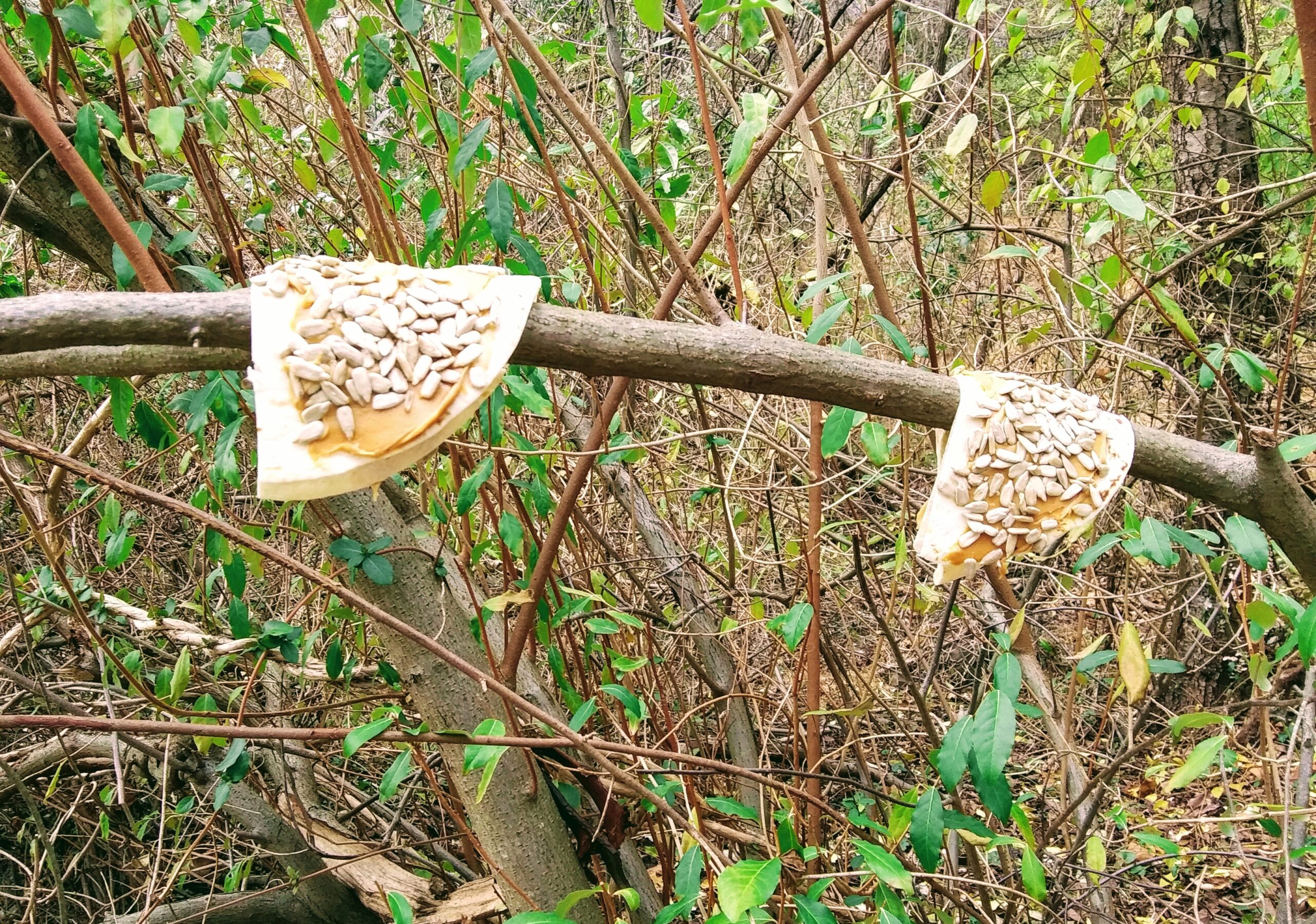 Nicely Hanging Bird Treats