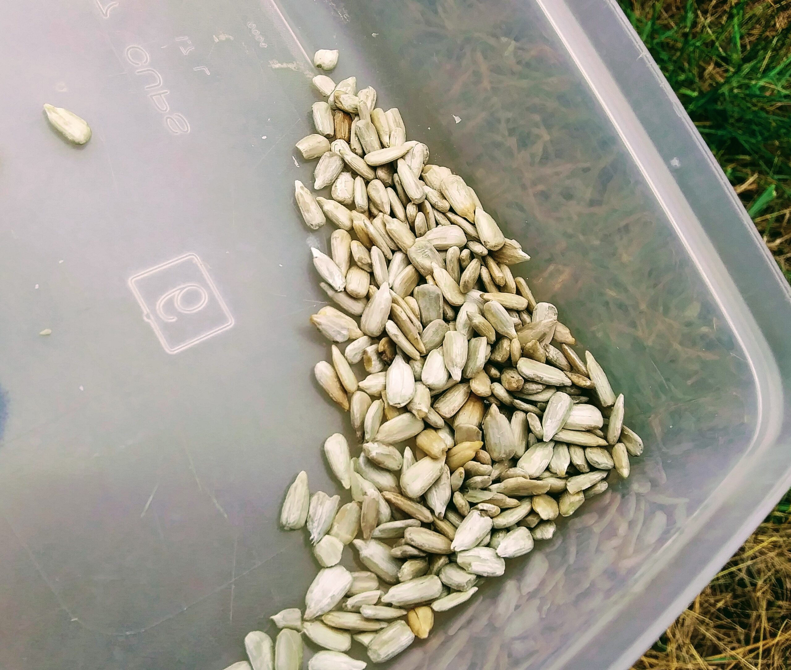 Sunflower Seeds