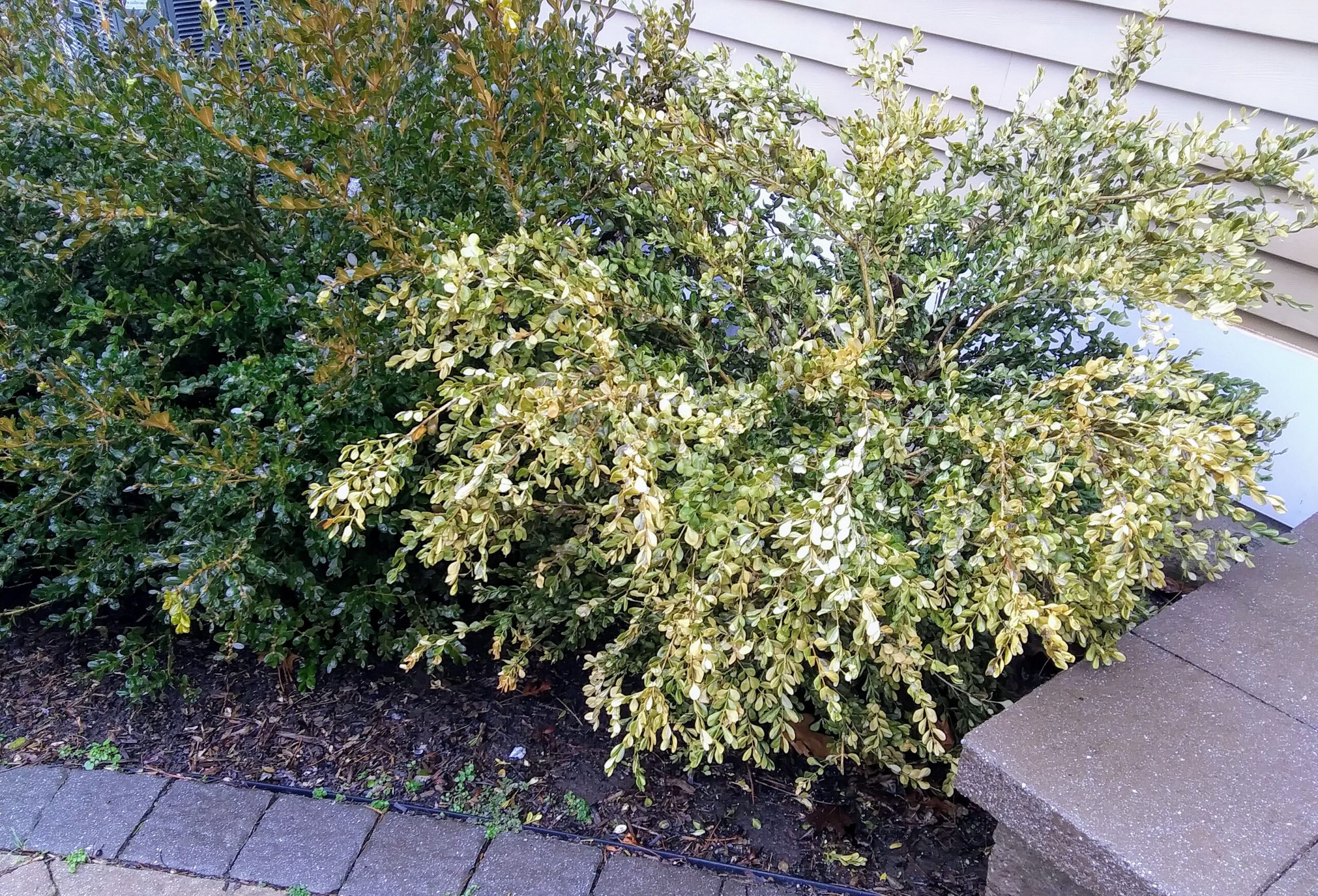 Damaged Boxwood Shrub