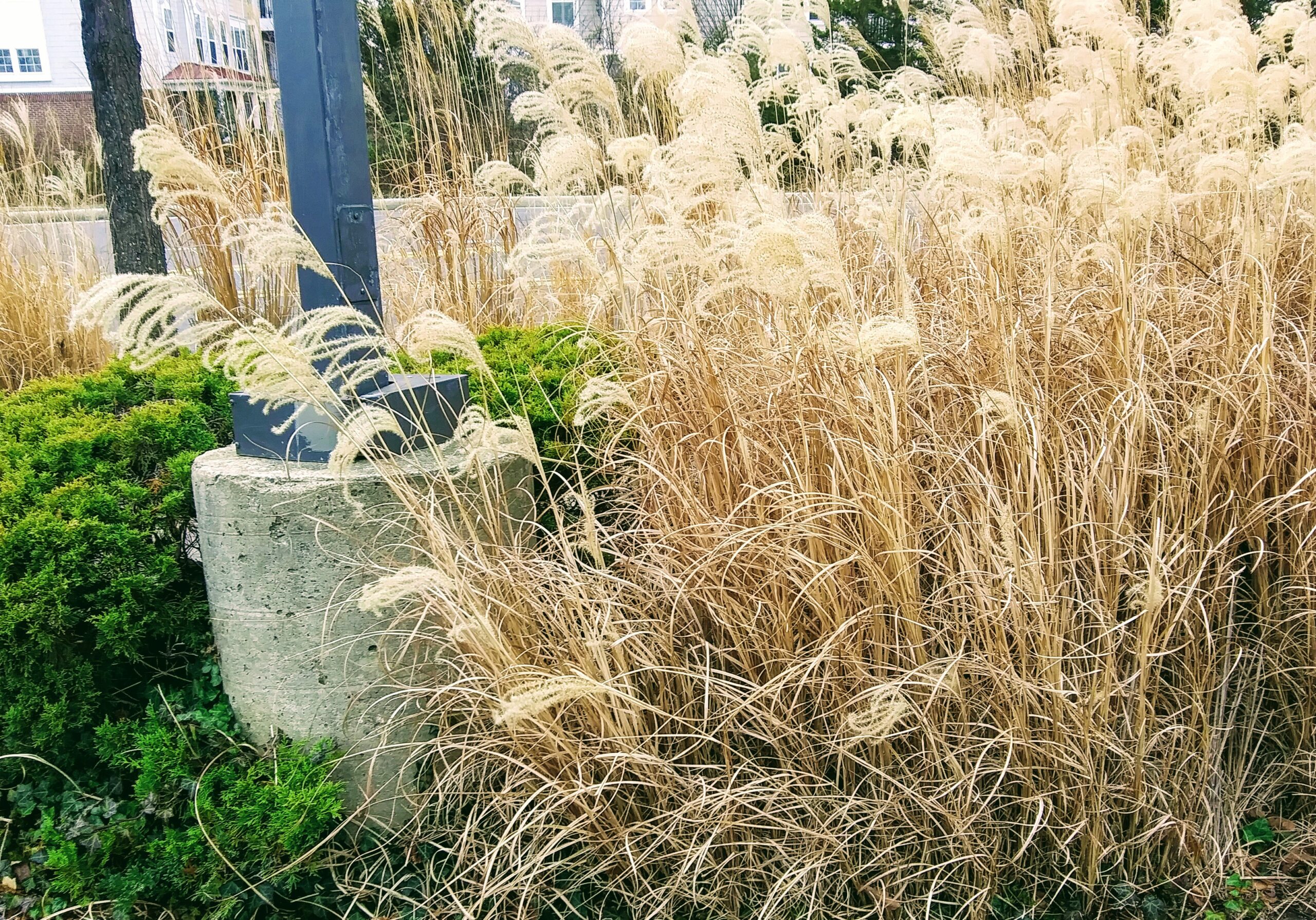 Groupings of Pampas Grass