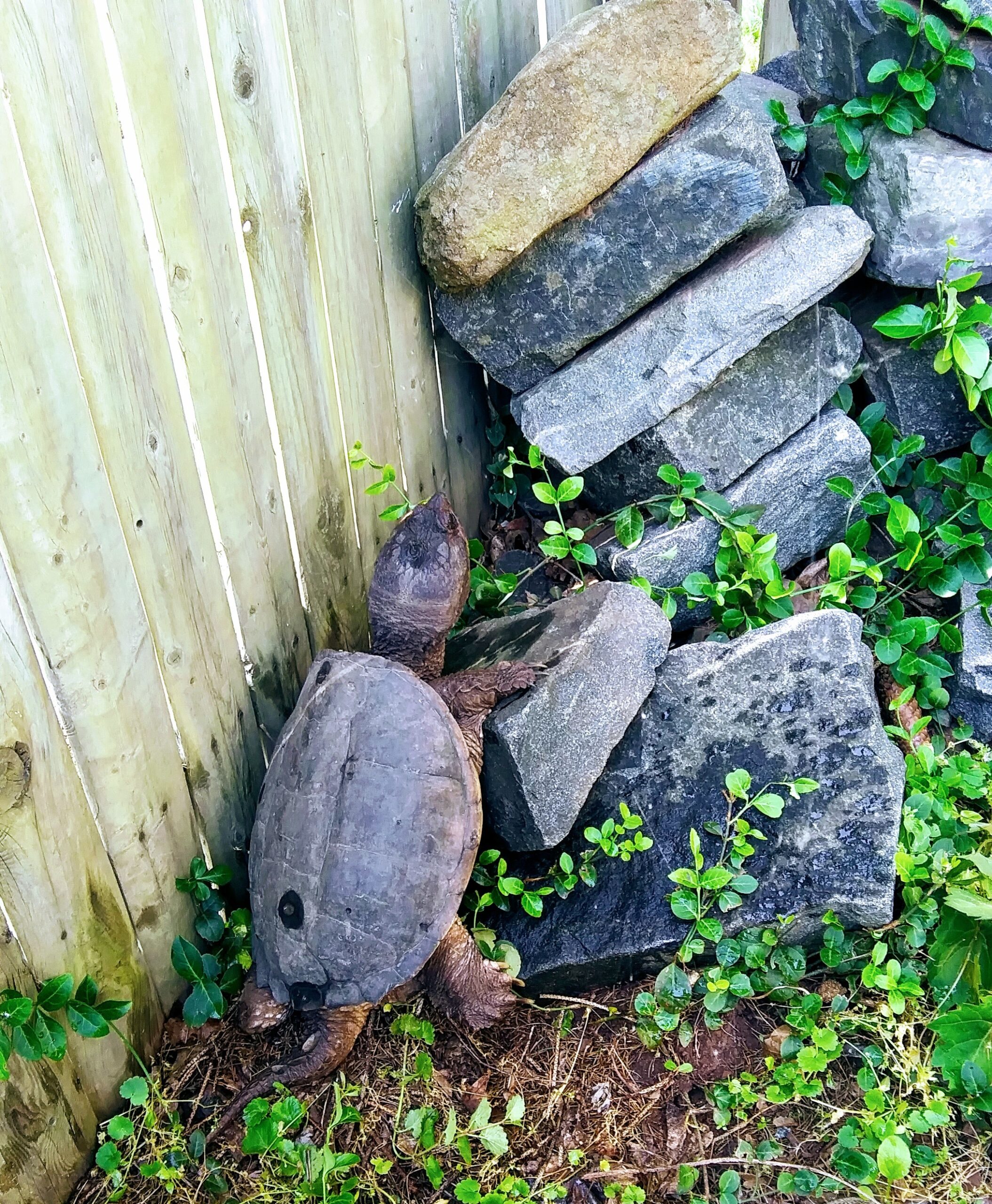 Huge Snapping Turtle in my Yard