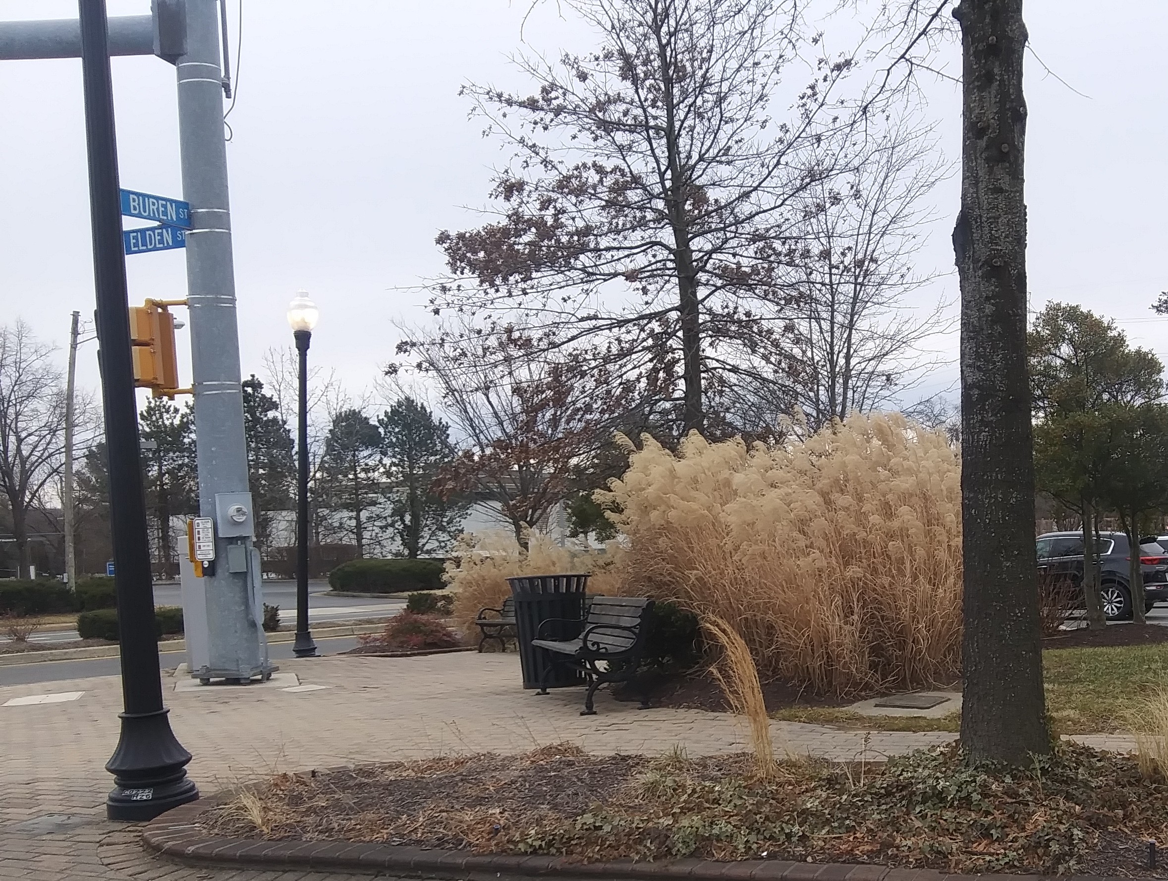 Pampas Grass Near Bench