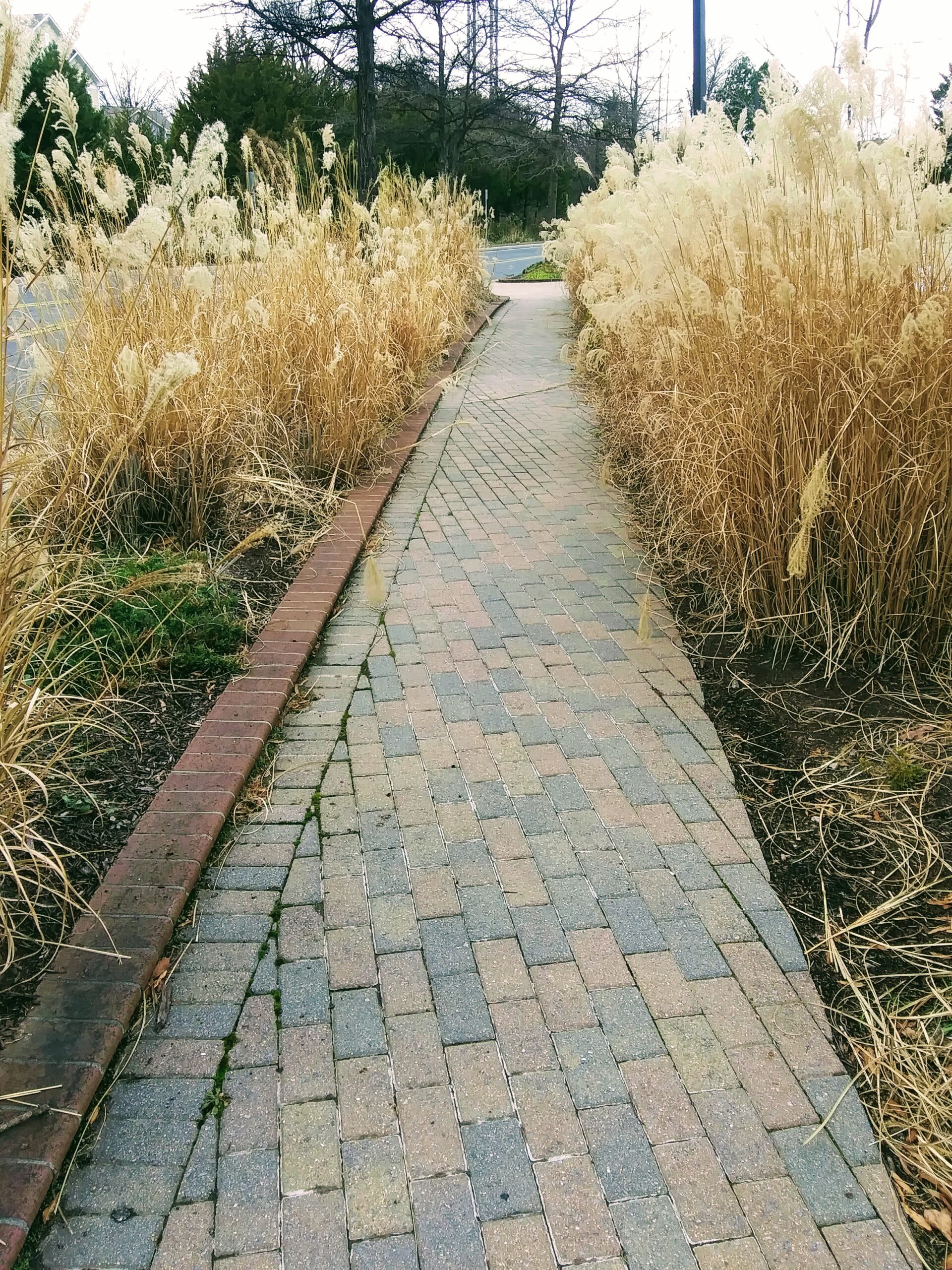 Pampas Grass Near Sidewalk