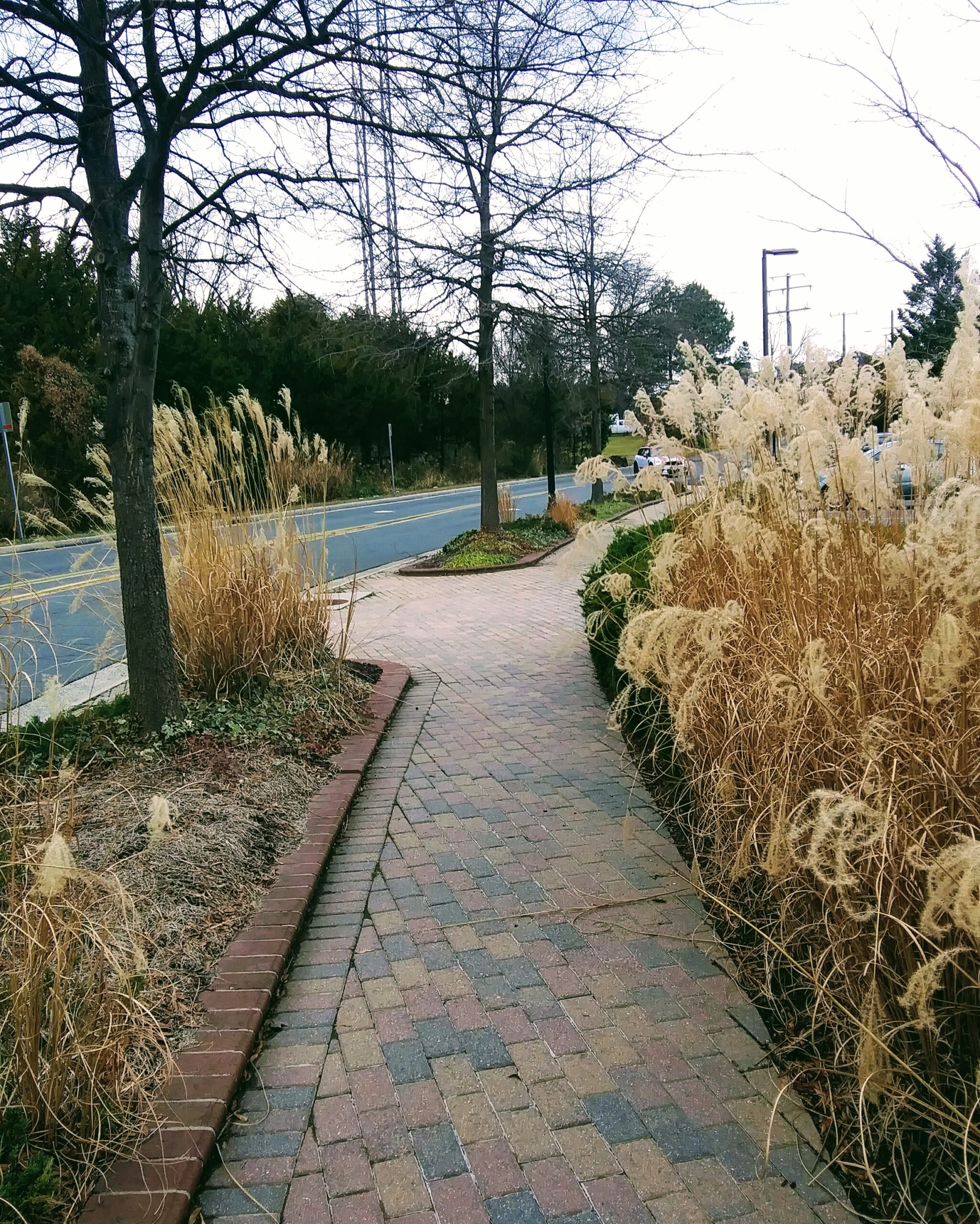 Pampas Grass