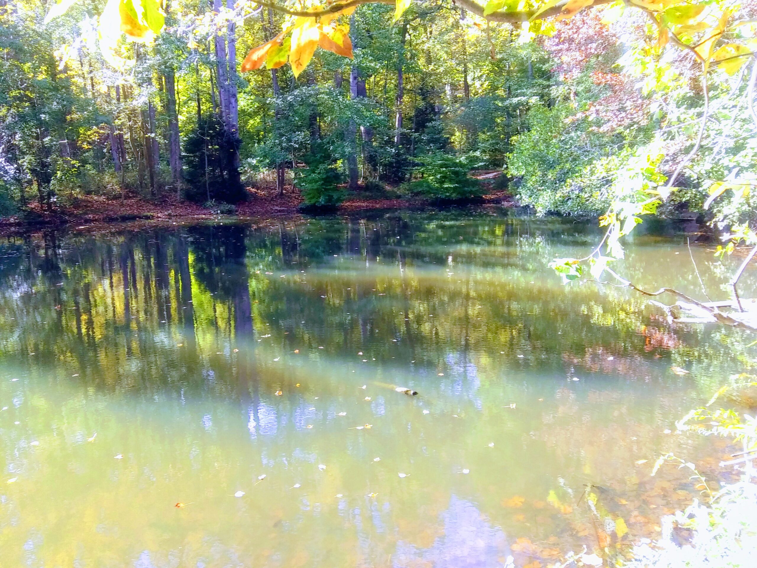 Pond View in Reston