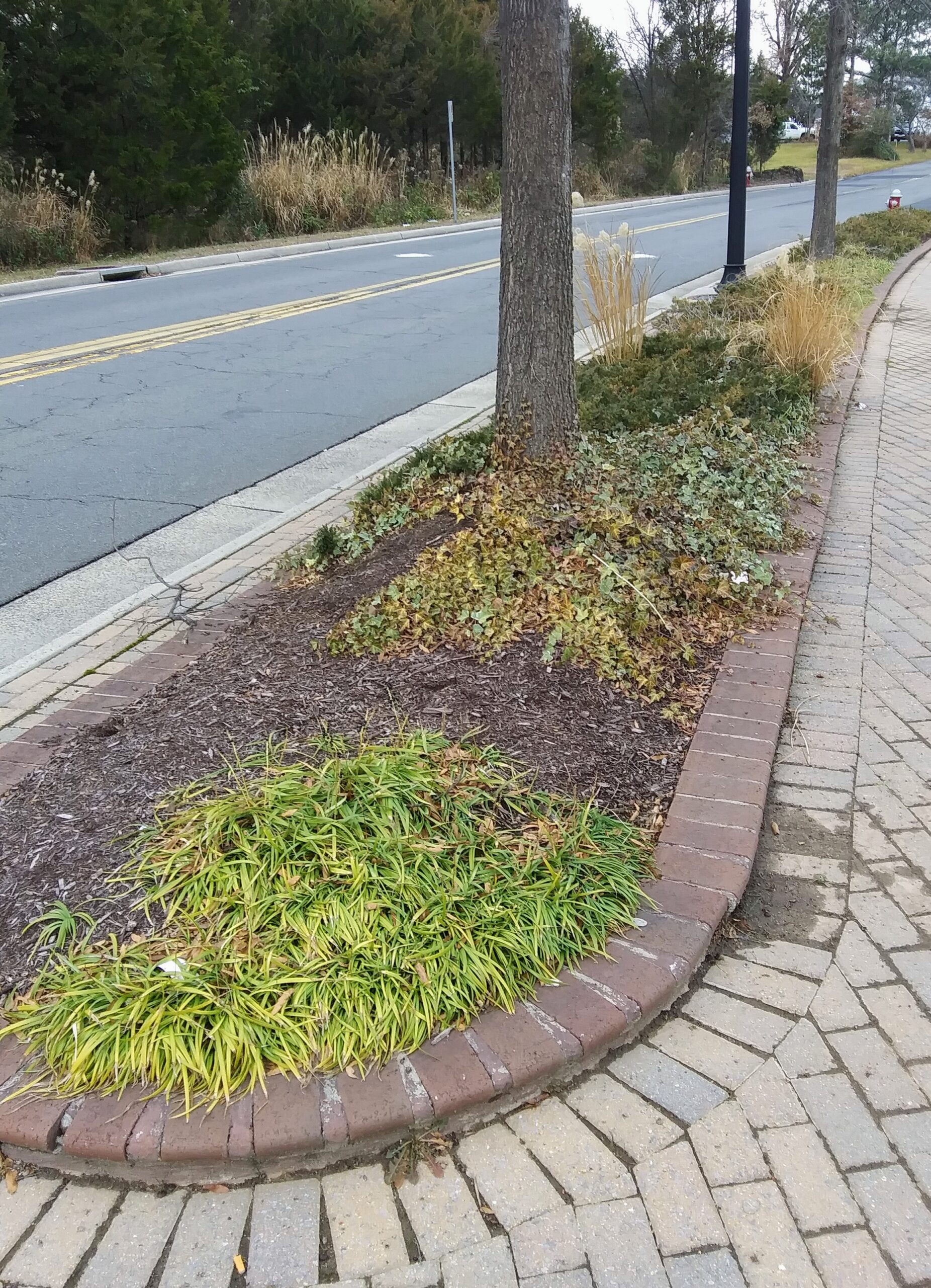 Sidewalk Plantings Near Area