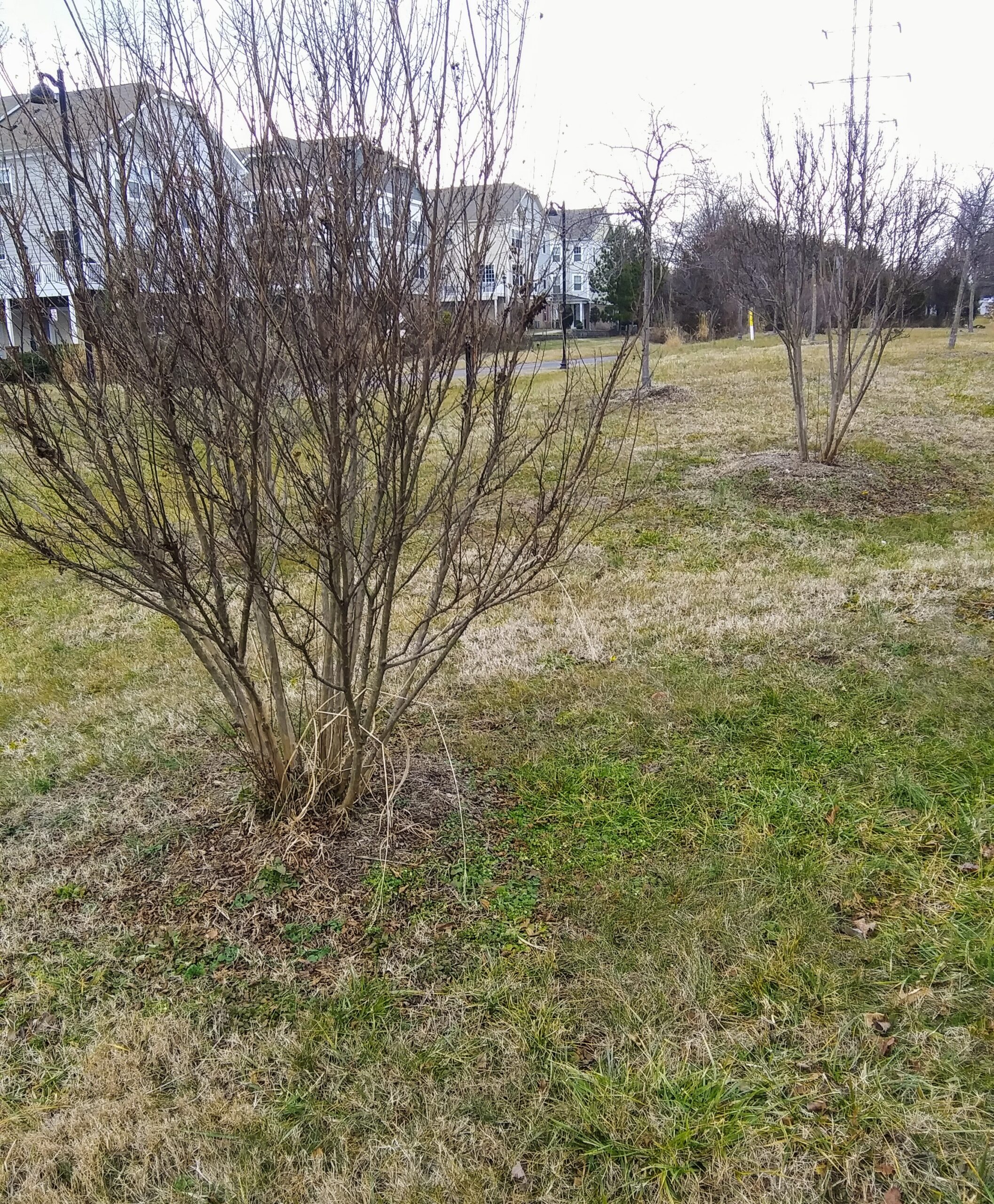 Site of J. J. Darlington's Summer Cottage