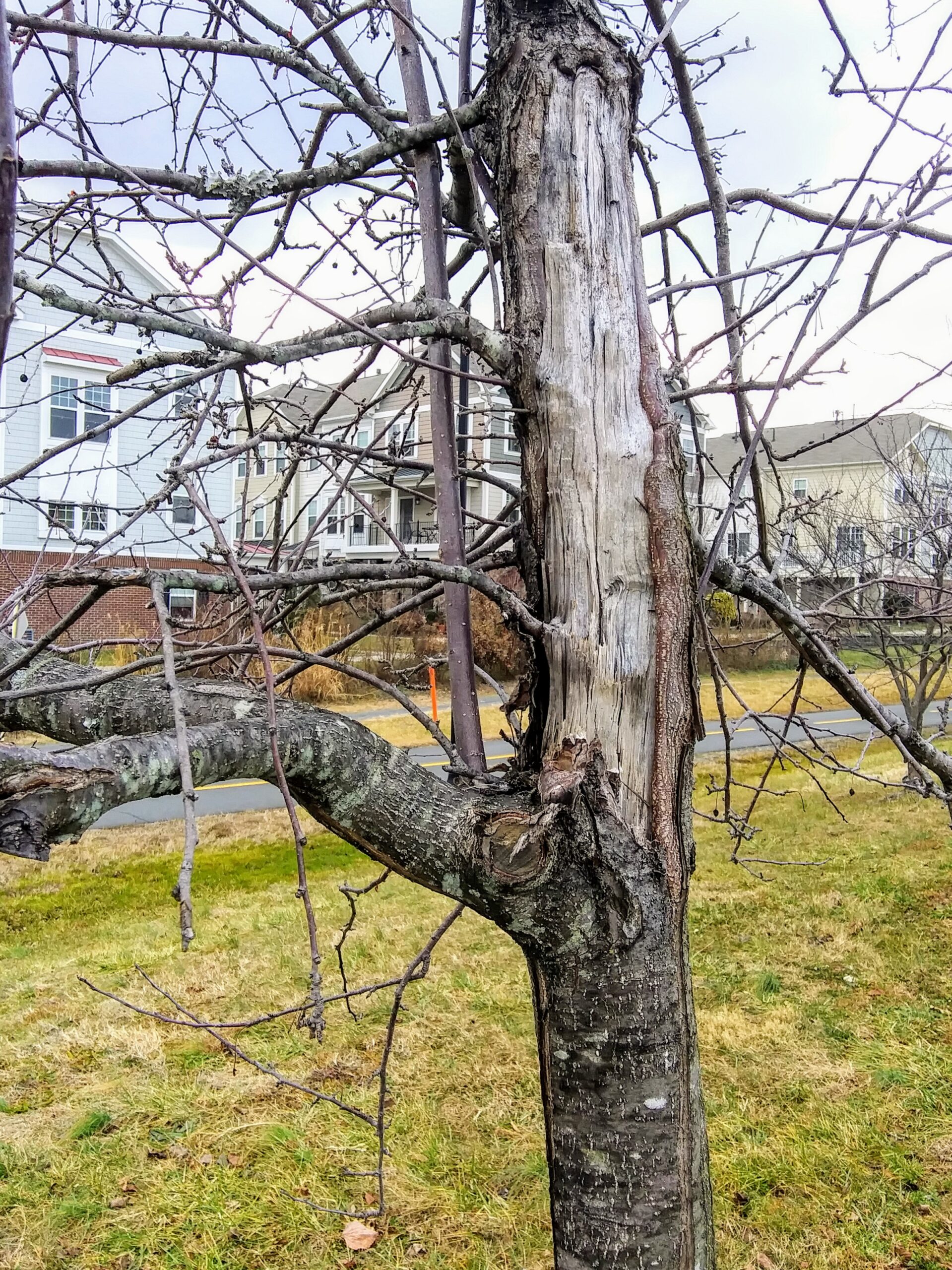 Tree on Property