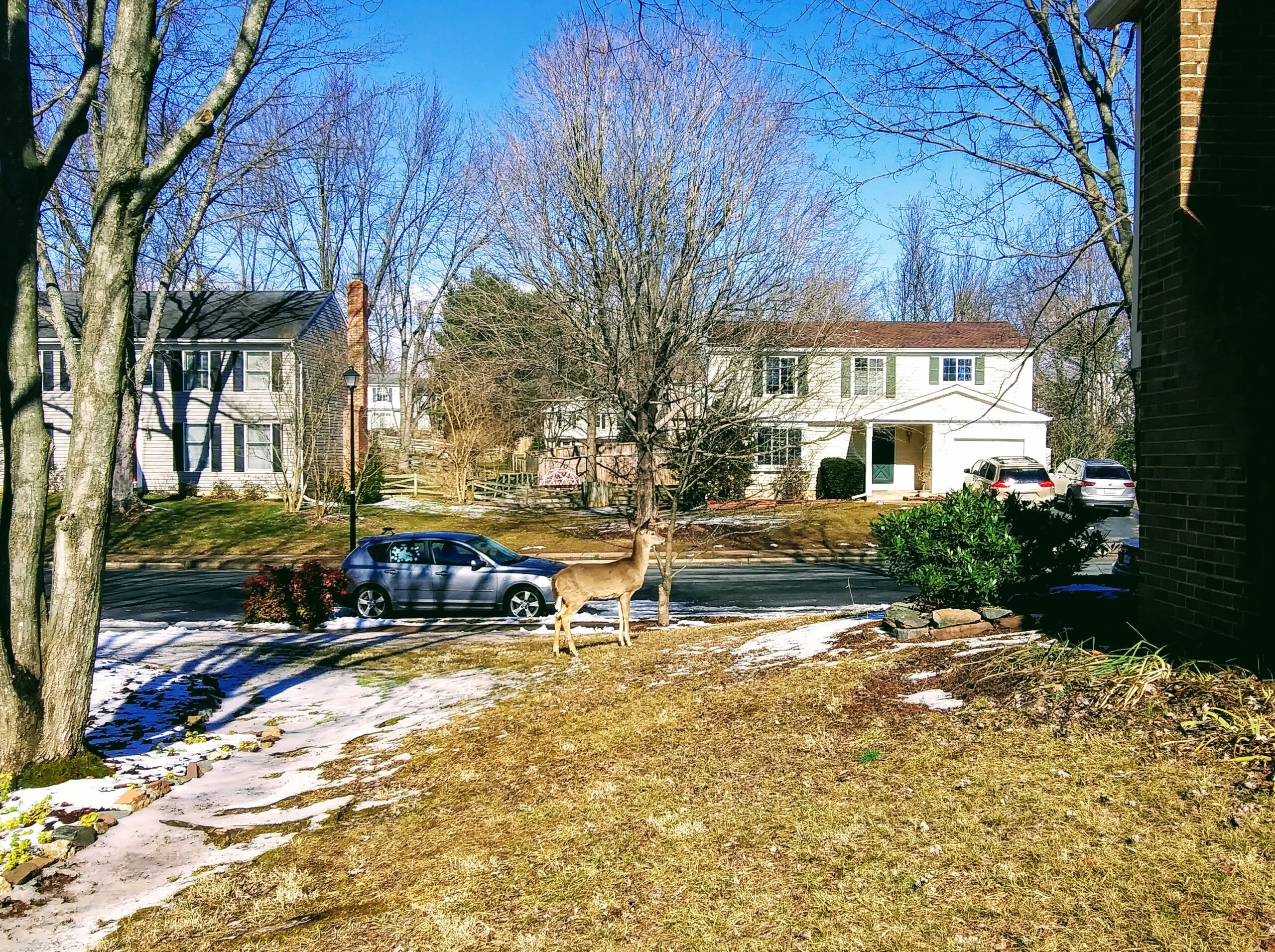 Deer in Yard