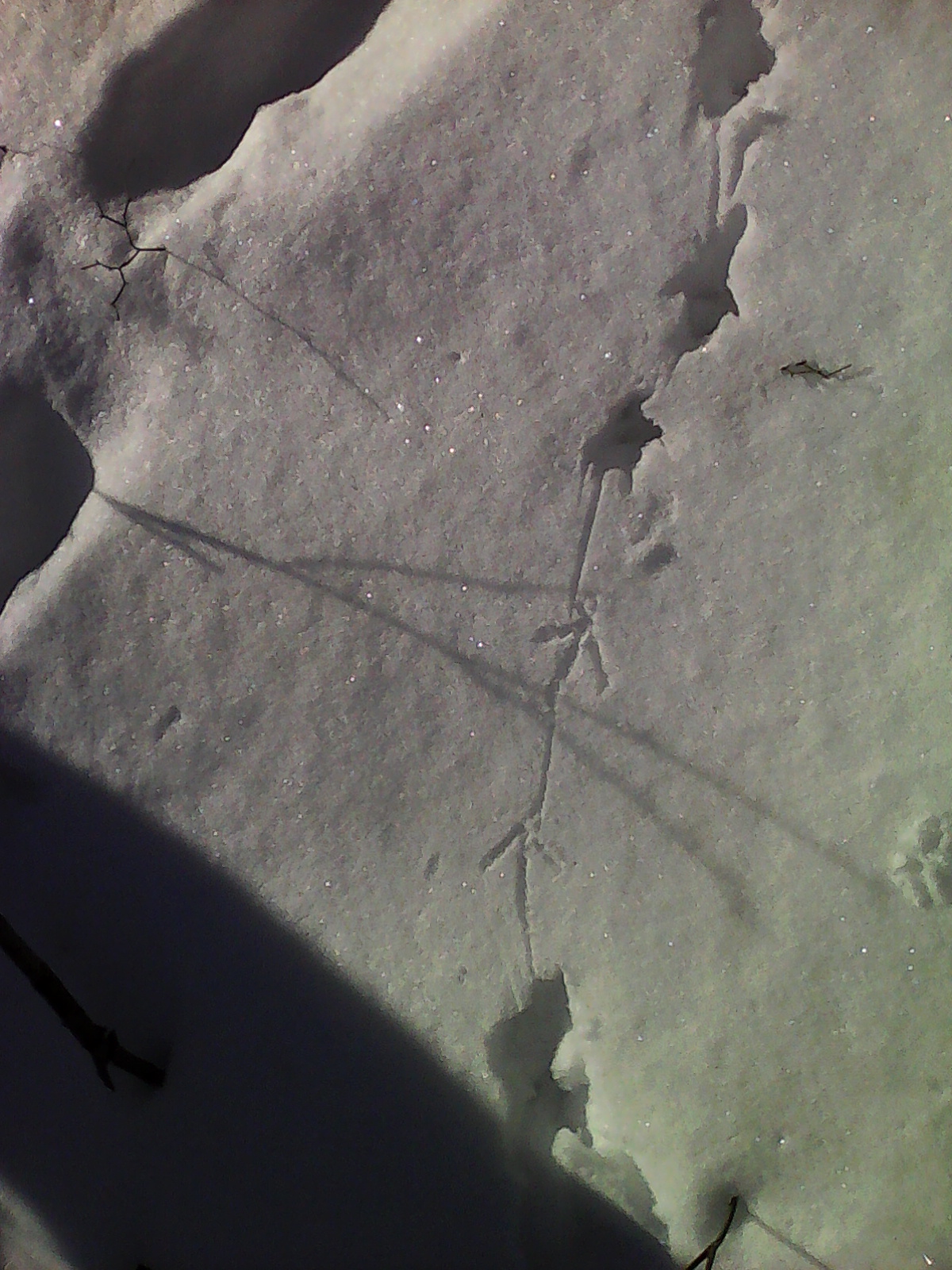 Pheasant Foot Prints