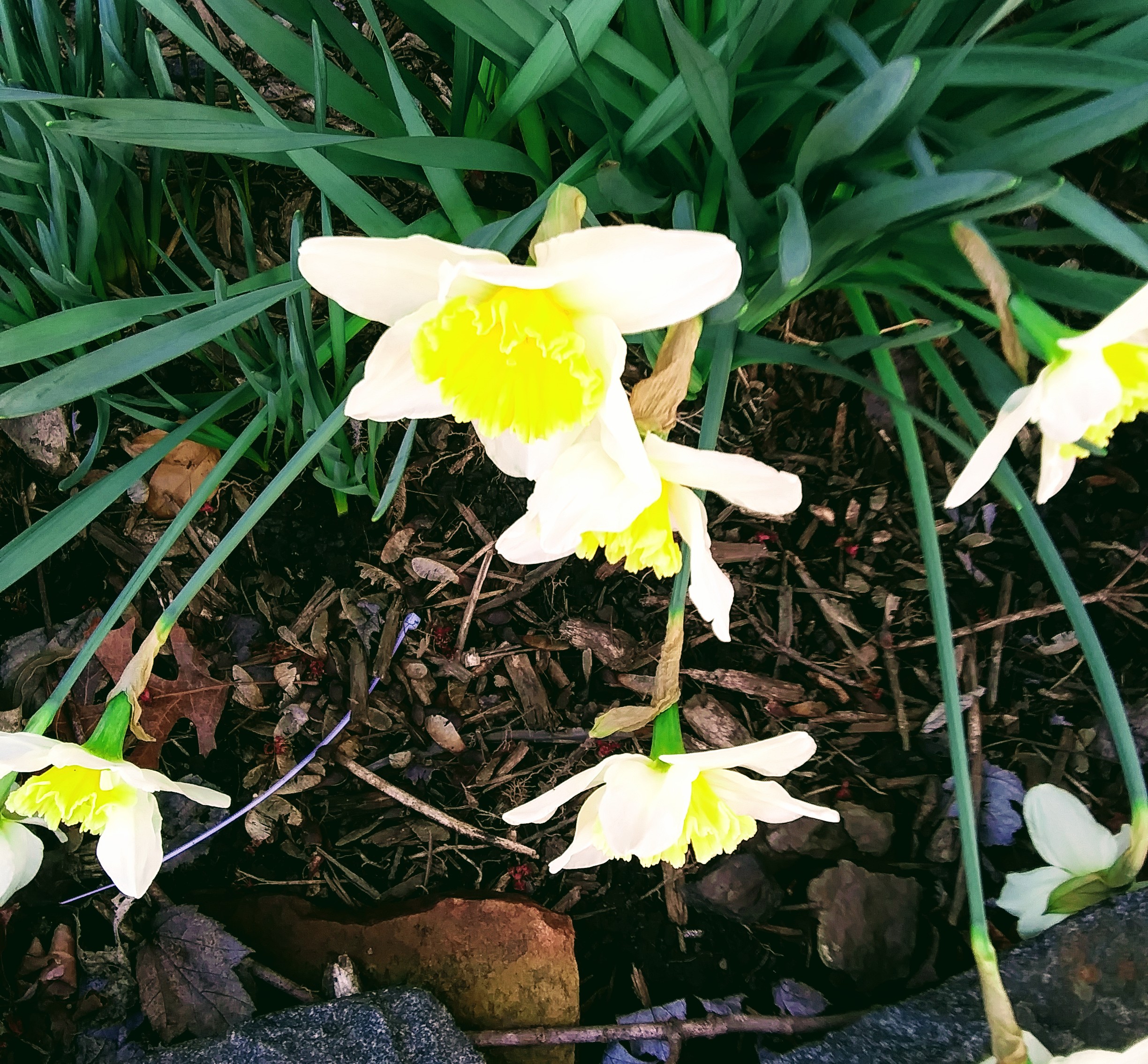 Close Up of Daffodil Flowers