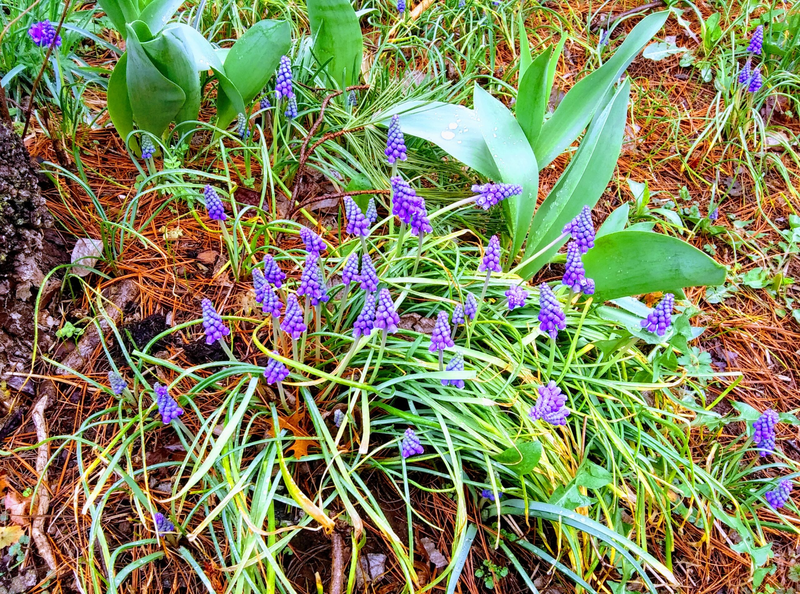 Small Grap Hyacinths