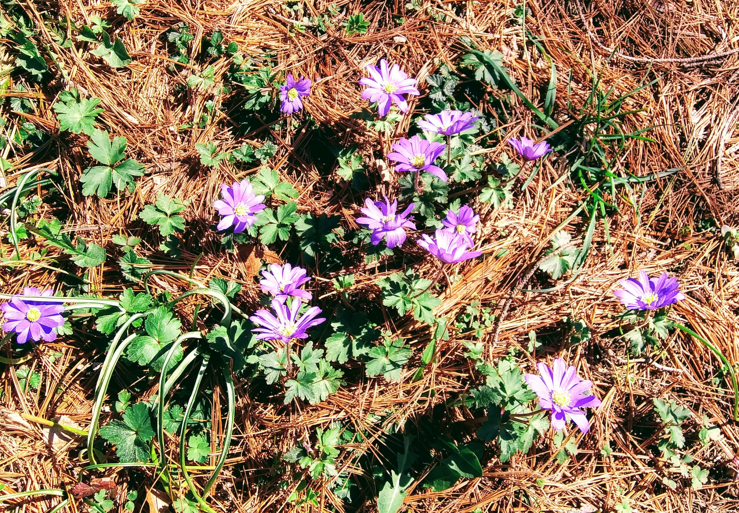 Small Purple Flowers with Fancy Leaves