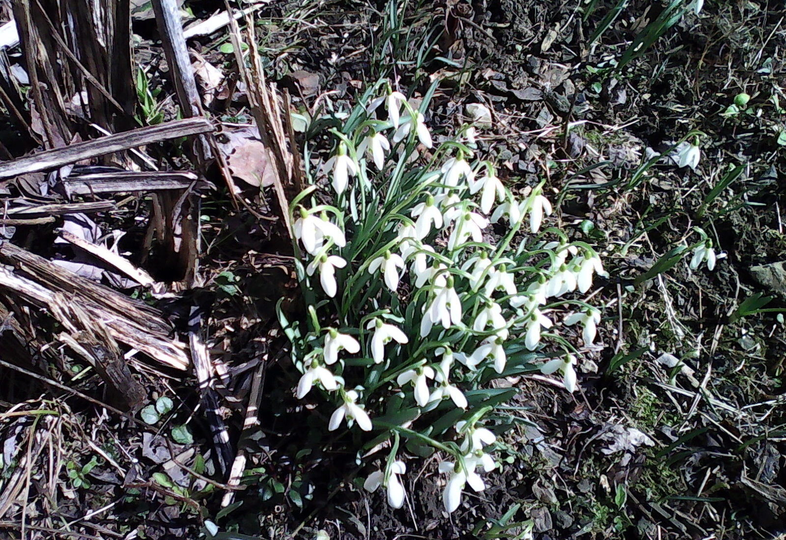 Snowdrop Flowers