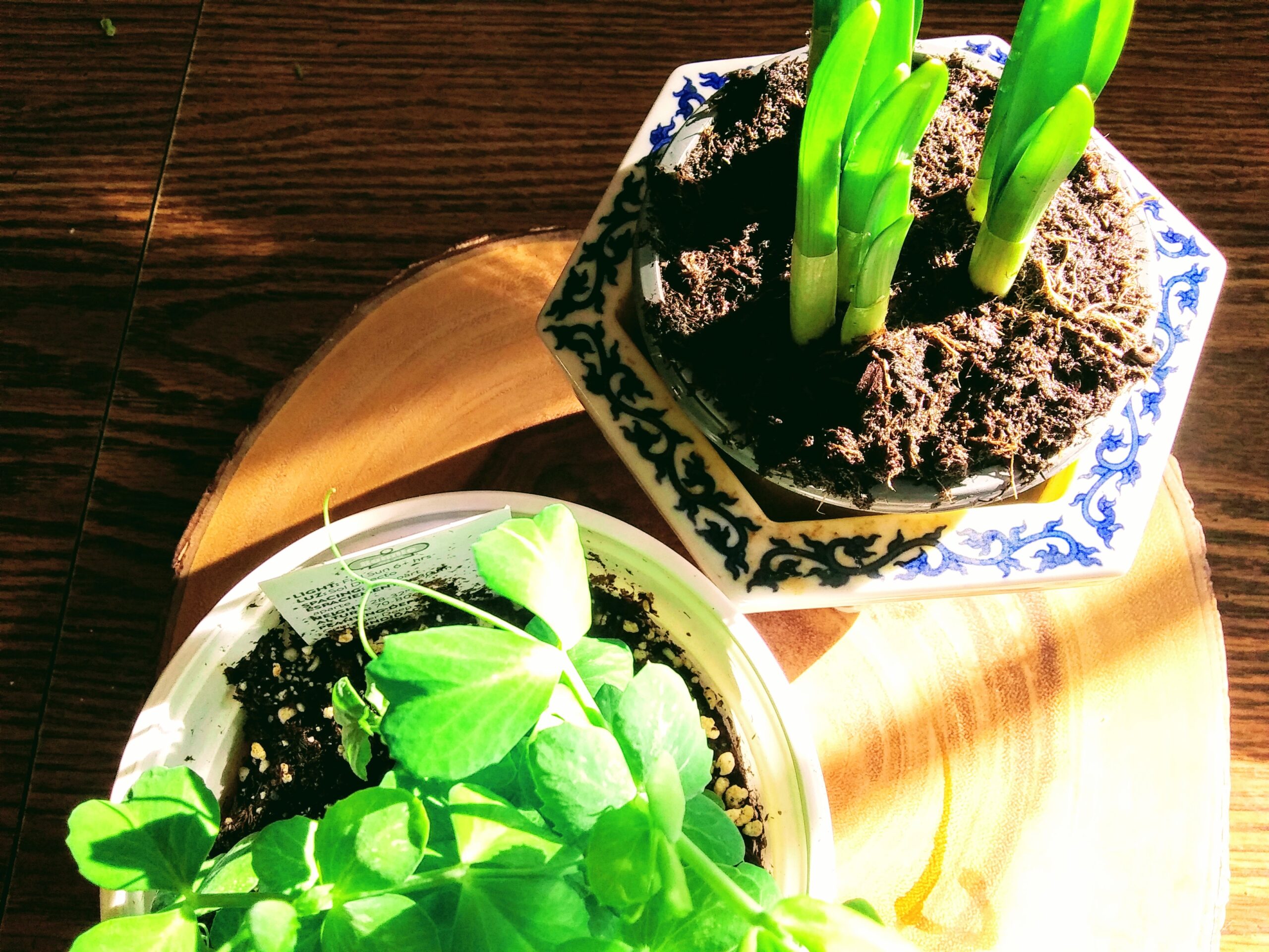 Tete a Tete Miniature Daffodils and Snap Peas