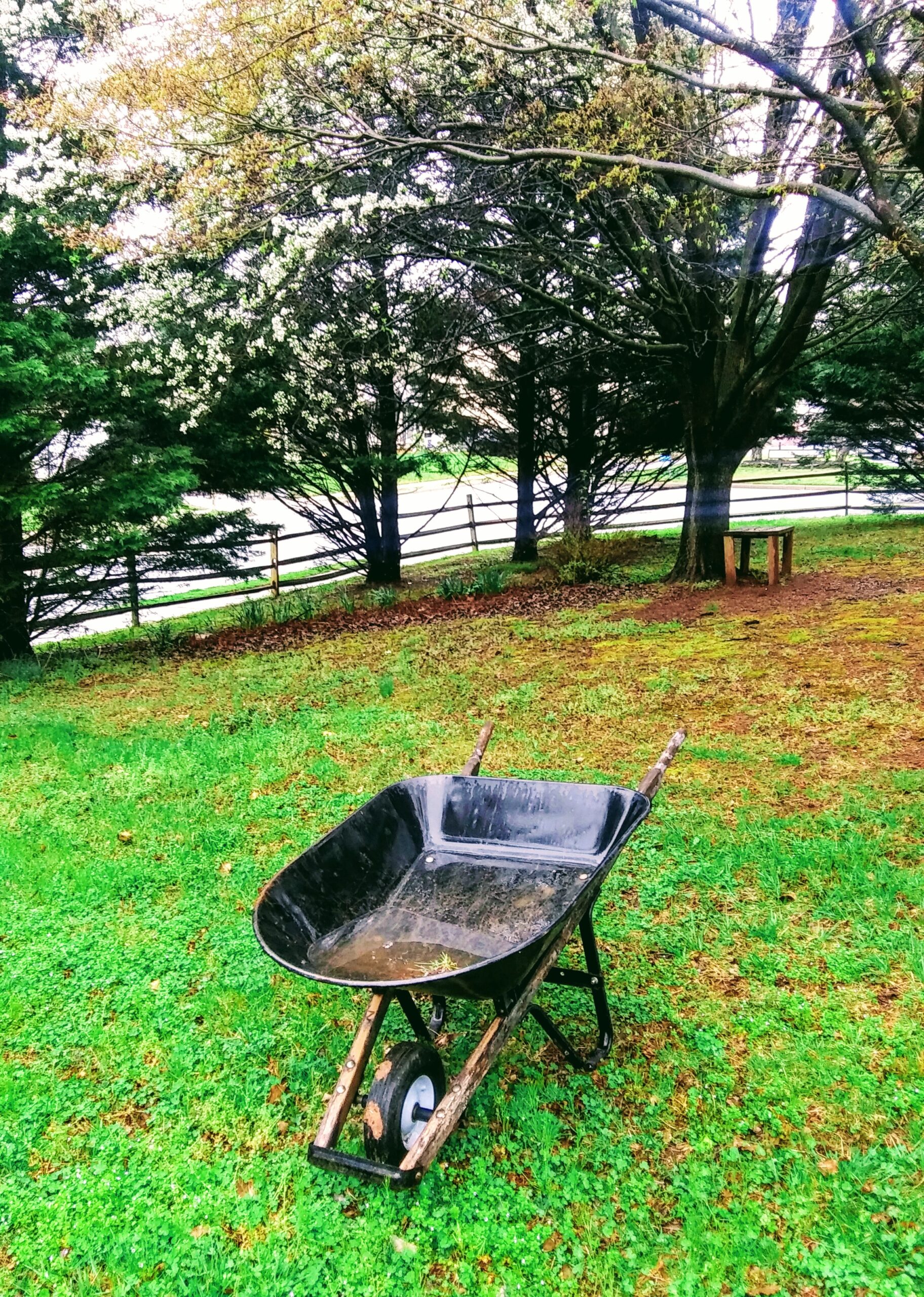 Wheelbarrow Full of Rain Water