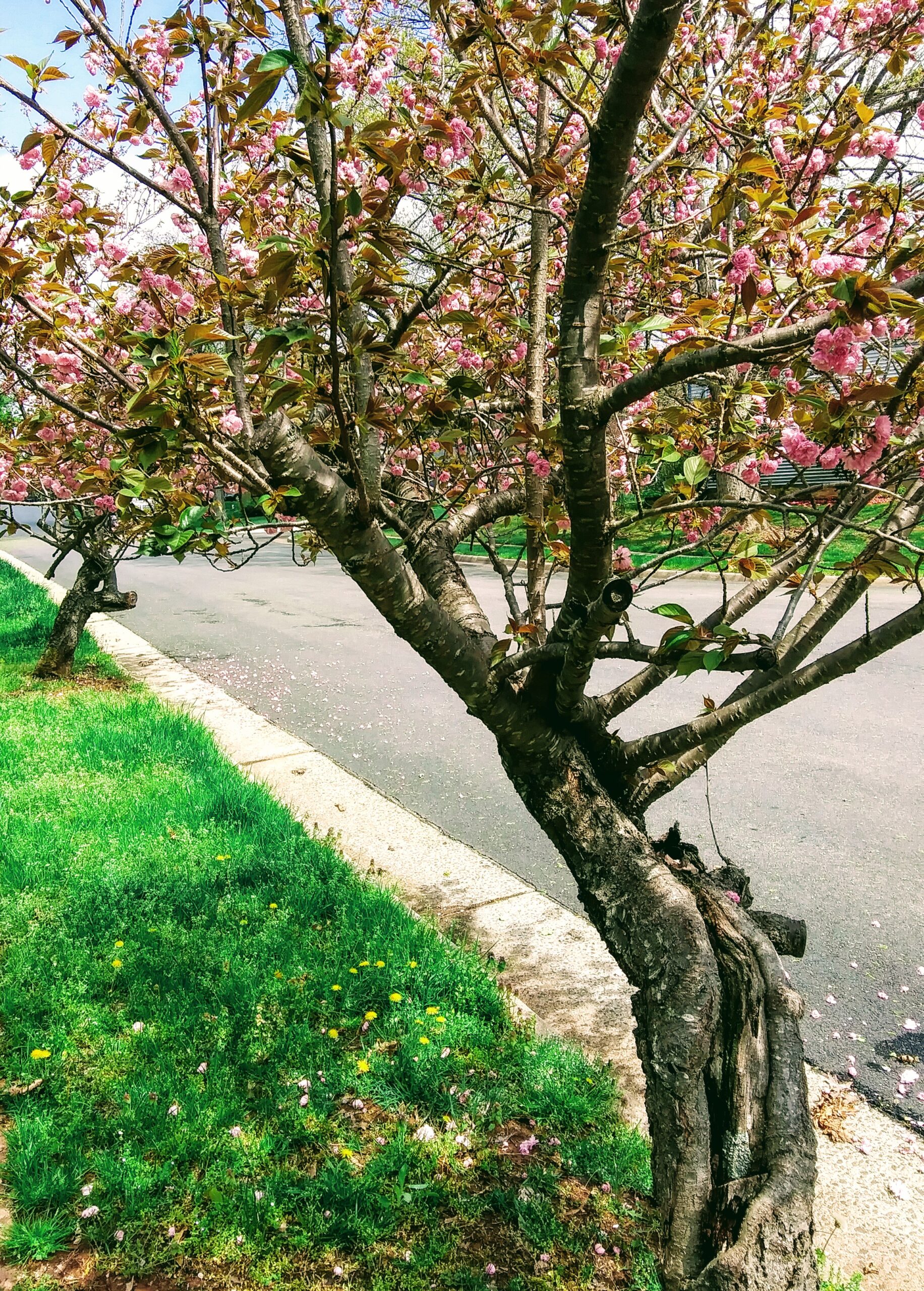 Bent Flowering Cherry Tree