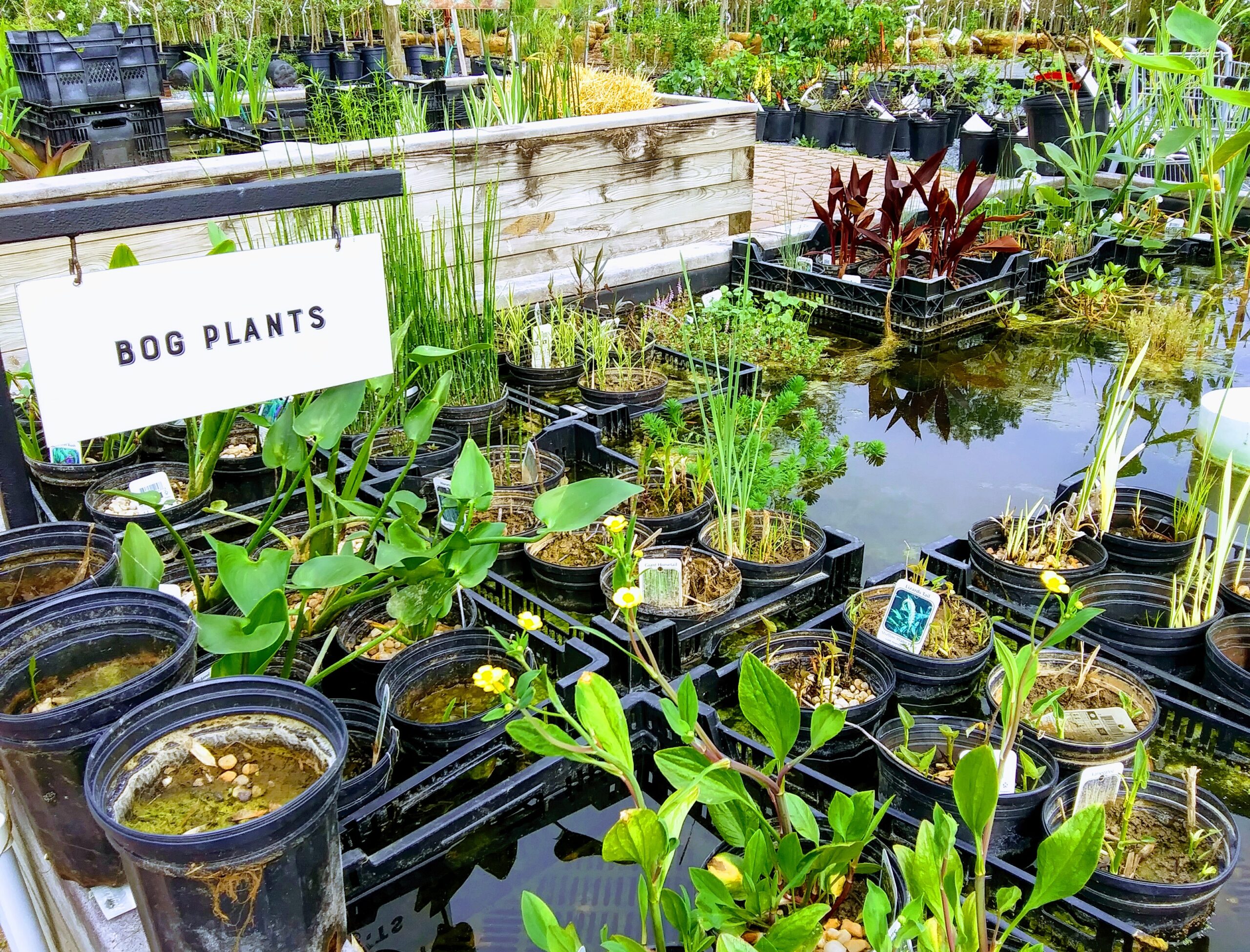 Bog Plants