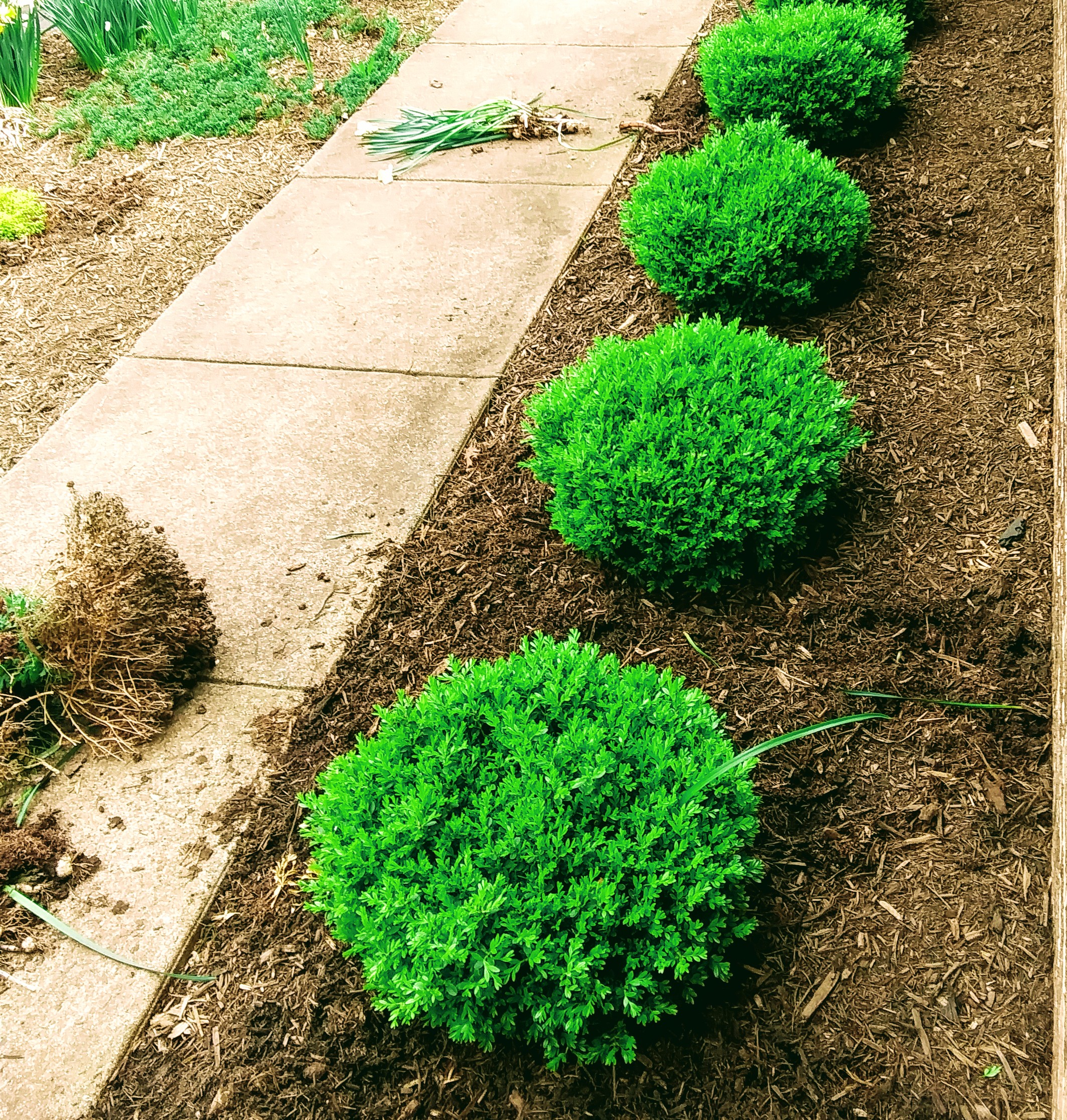 Boxwood Insularis