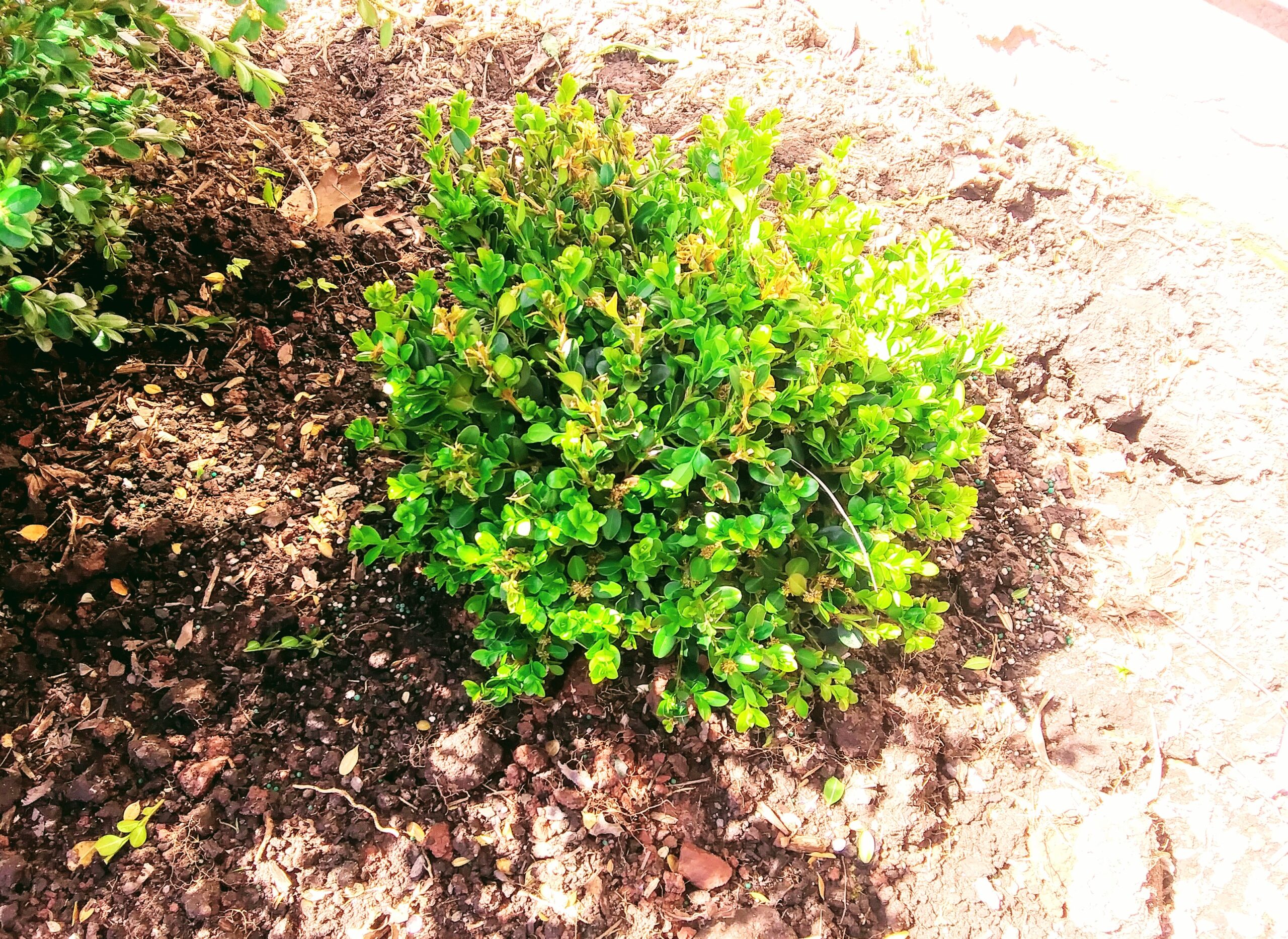 Boxwood Winter Gem