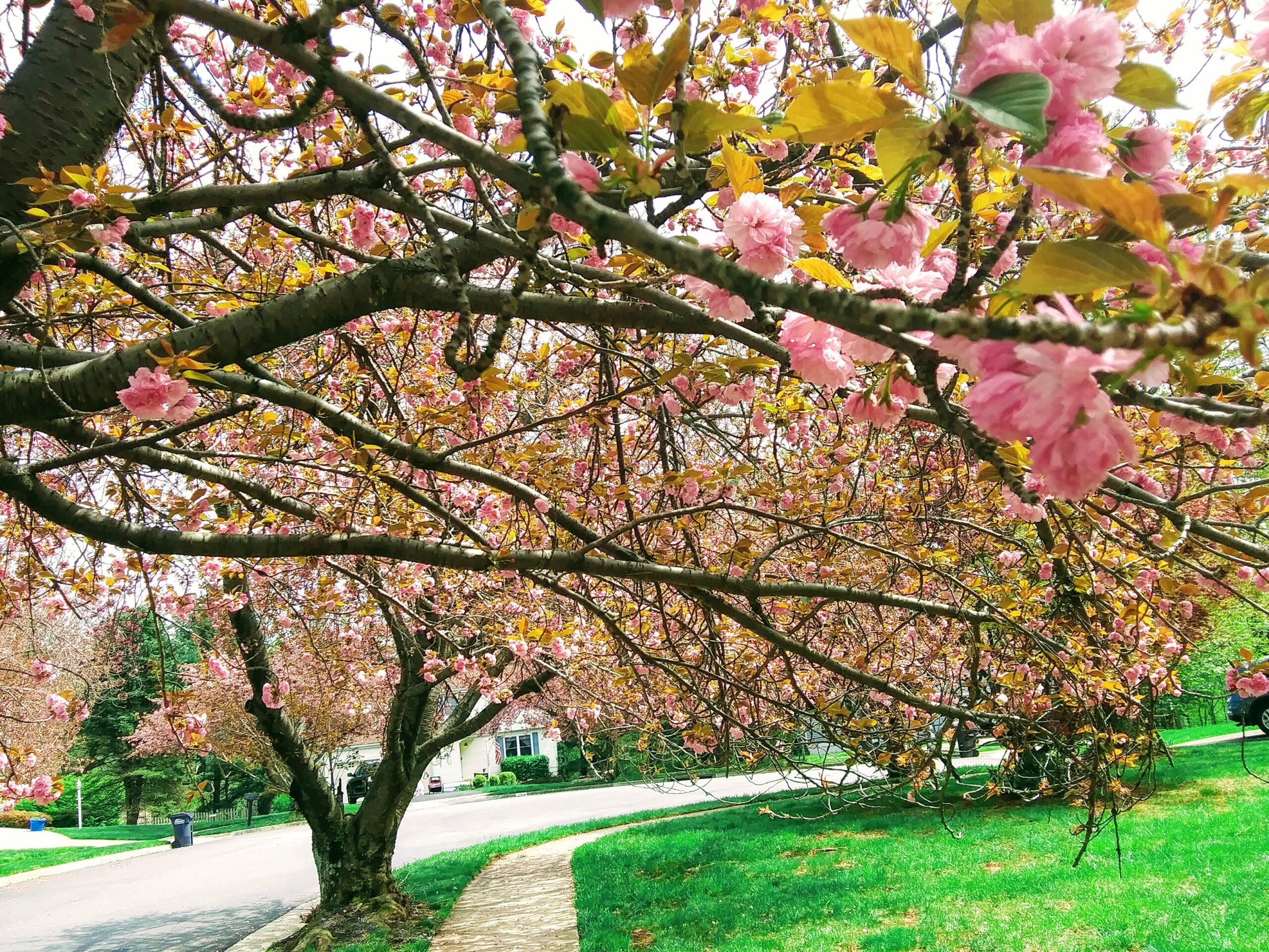 Branches of Flowering Cherry Trees