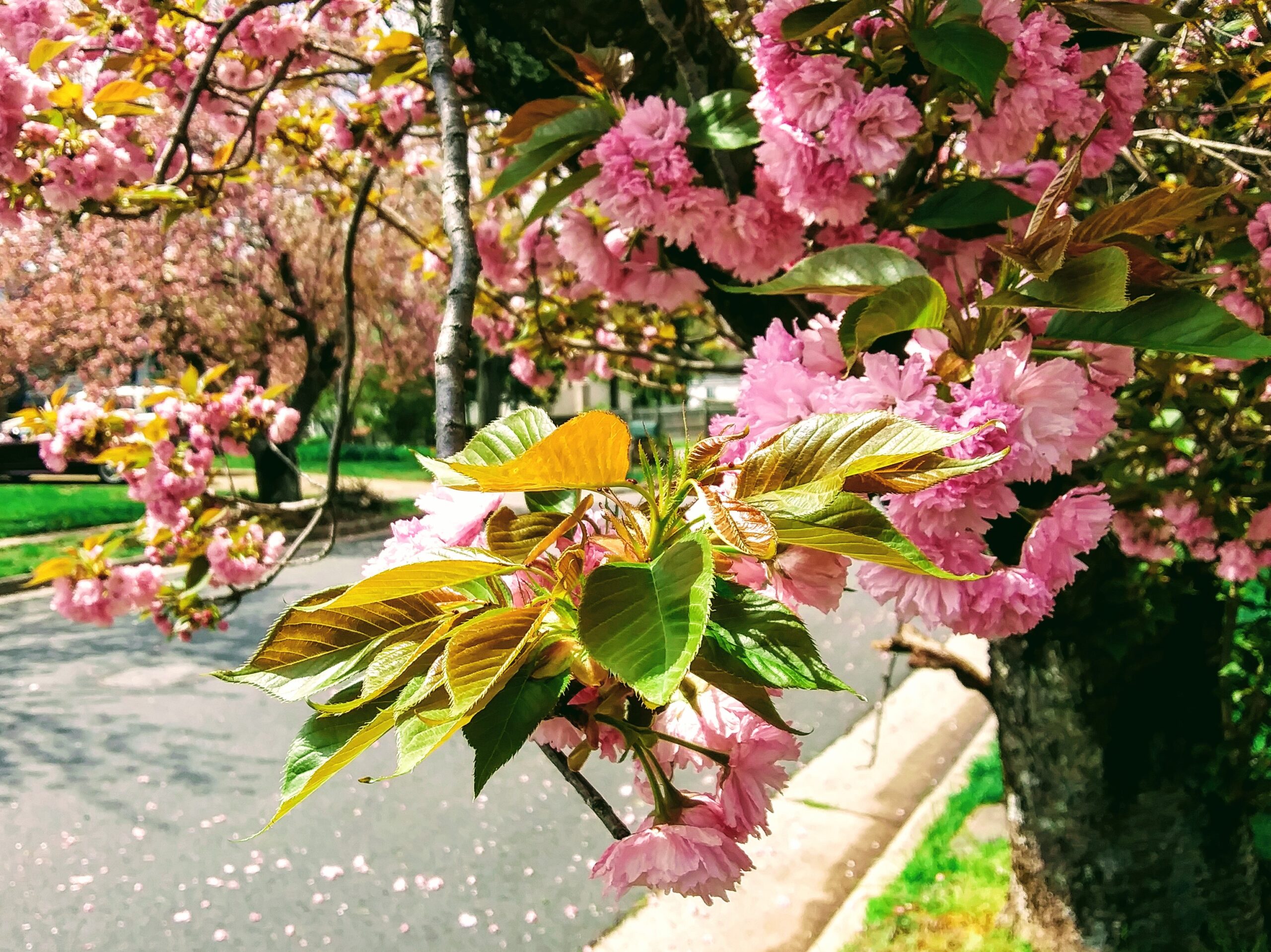 Close Up of a Flowering Cherry Tree Blossom