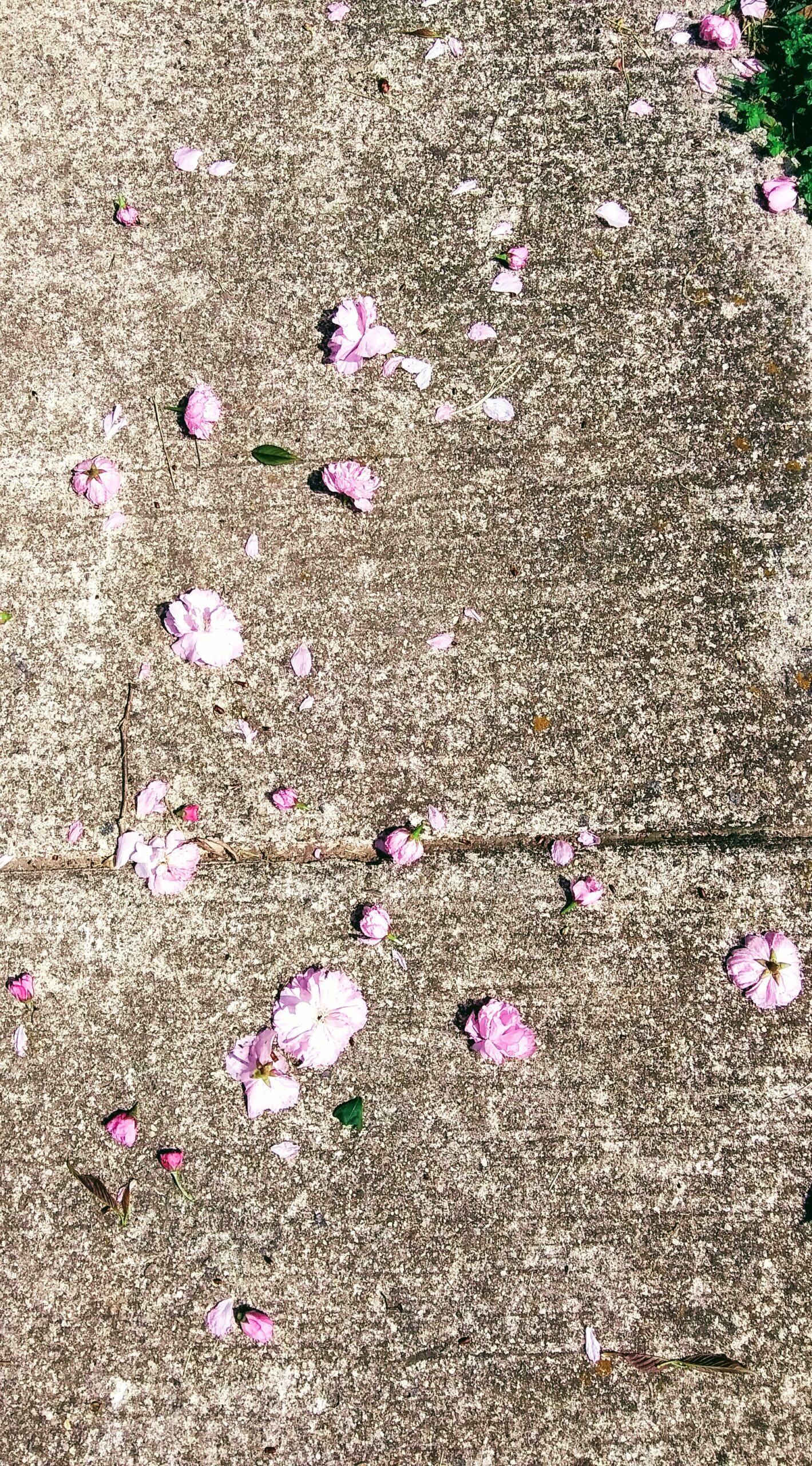 Fallen Cherry Blossom Petals on Sidewalk