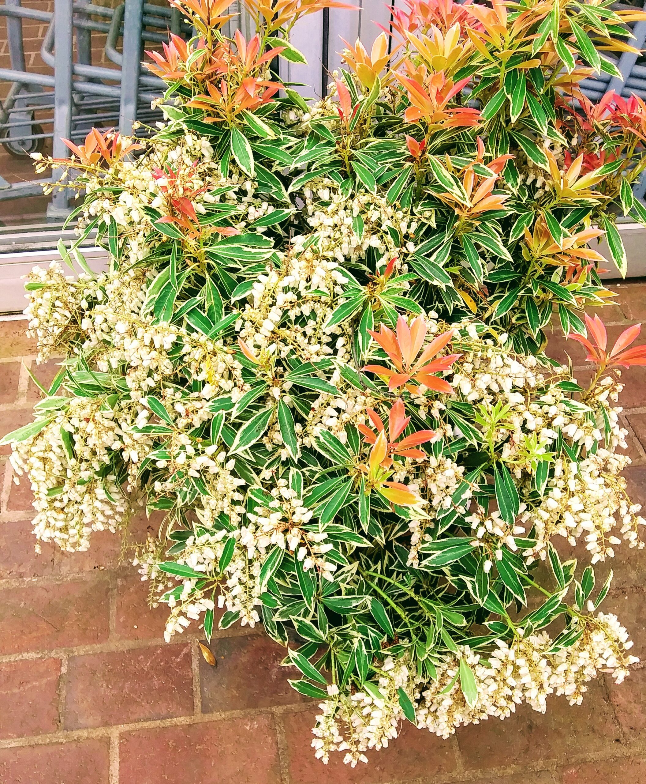 Flaming Silver Andromeda Plant