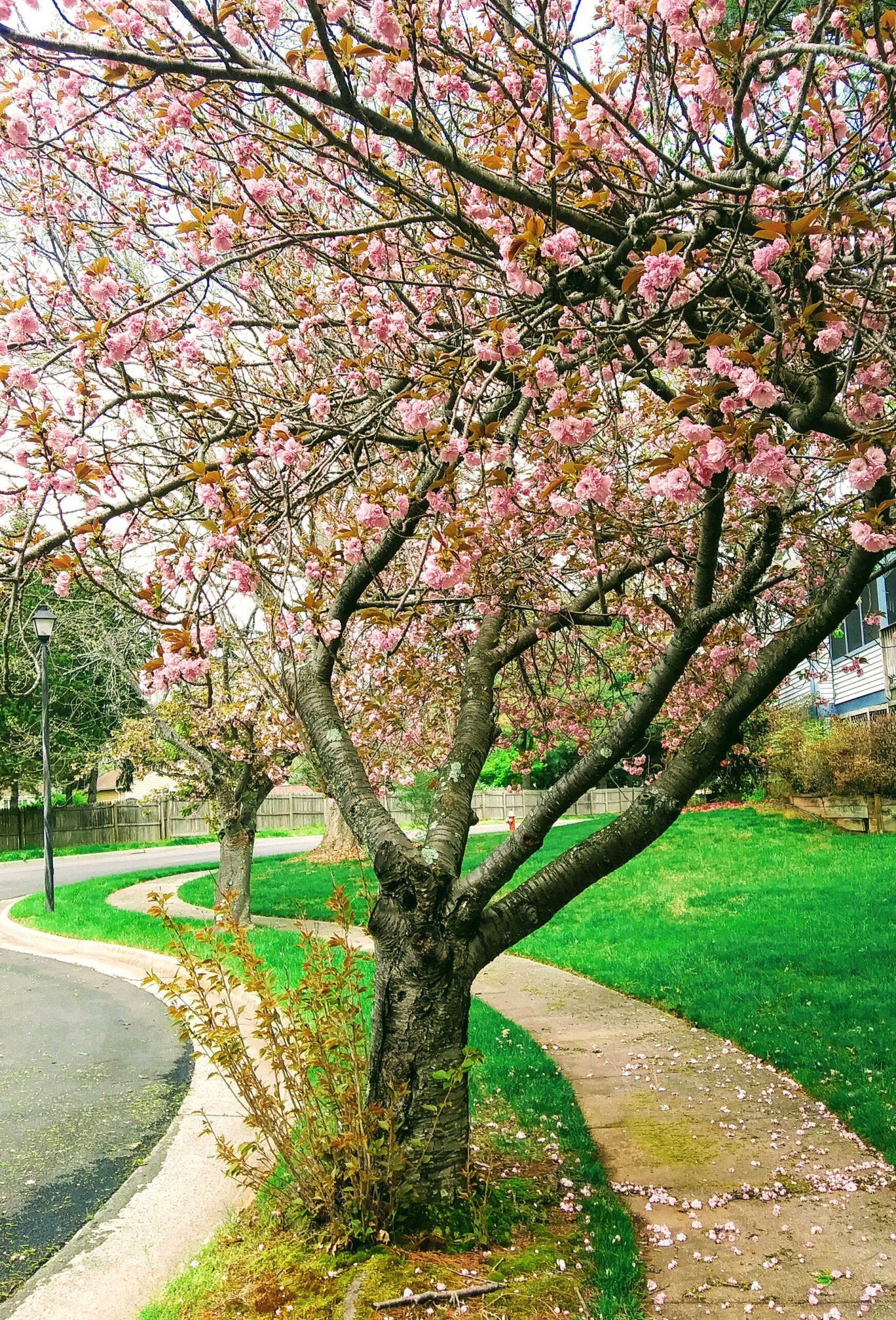 Flowering Cherry Tree with Pink Blossoms