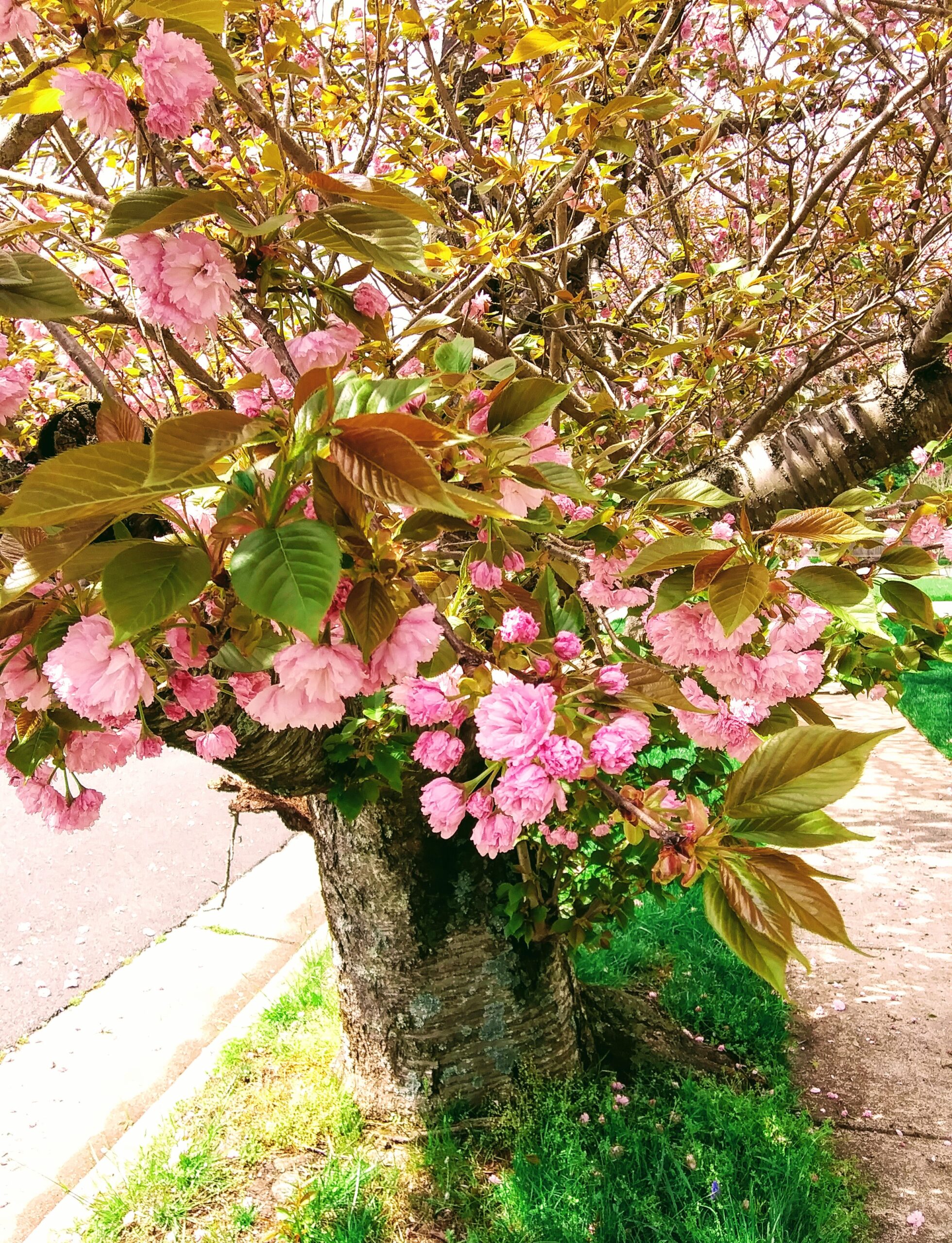 Flowering Cherry Tree